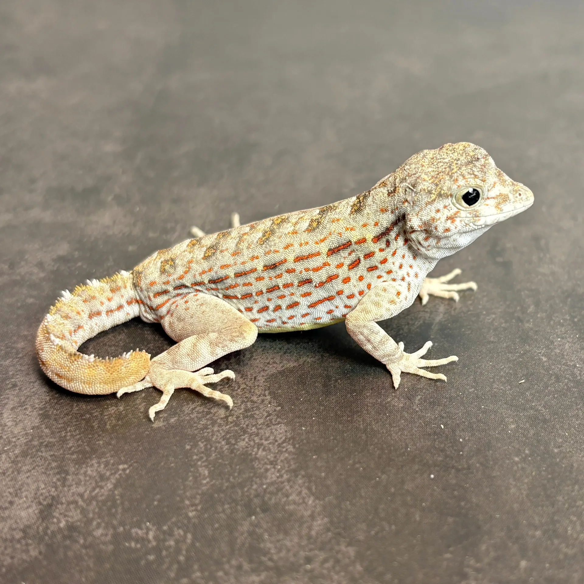 カータートゲオヤモリ♂（6匹）