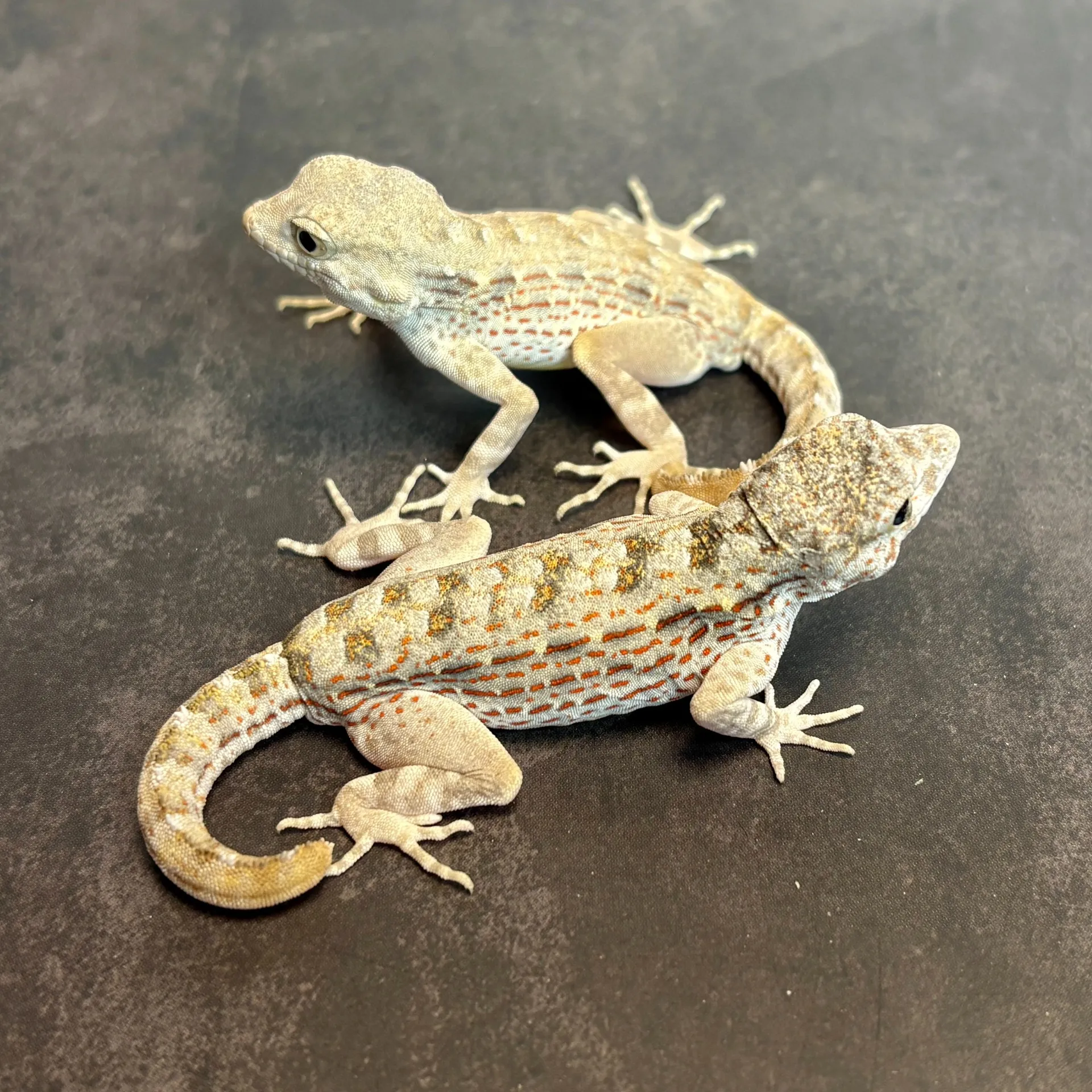 カータートゲオヤモリ♂（6匹）