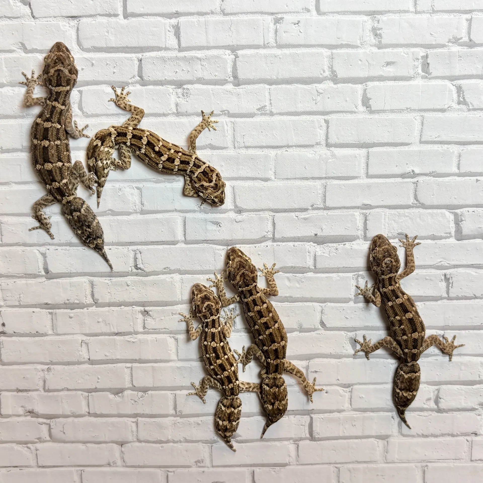 マツカサヤモリ ペア~トリオ