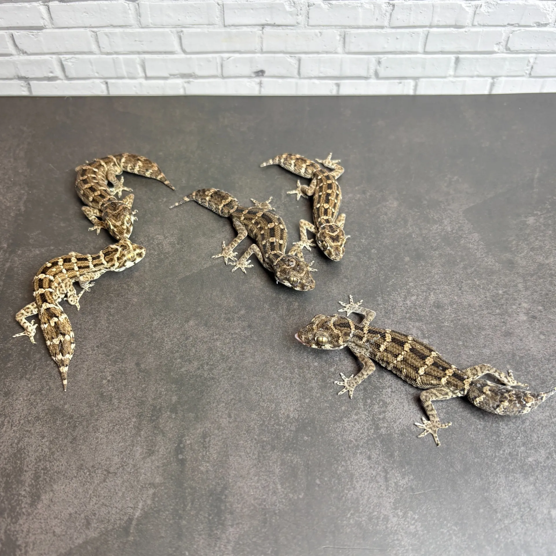 マツカサヤモリ ペア~トリオ