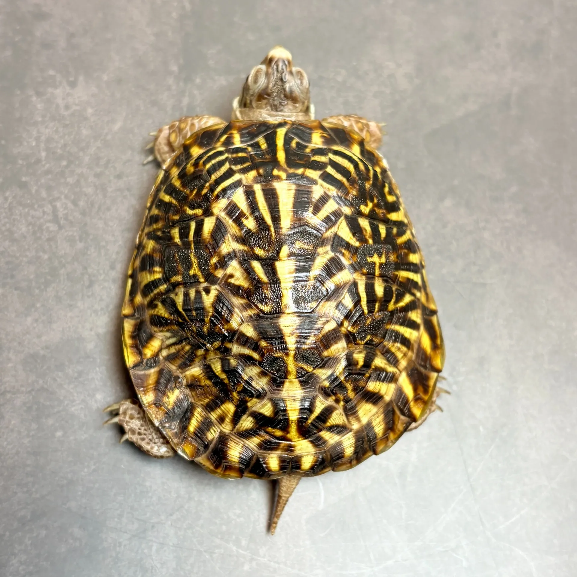 ミナミニシキハコガメ(甲長8.5cm)