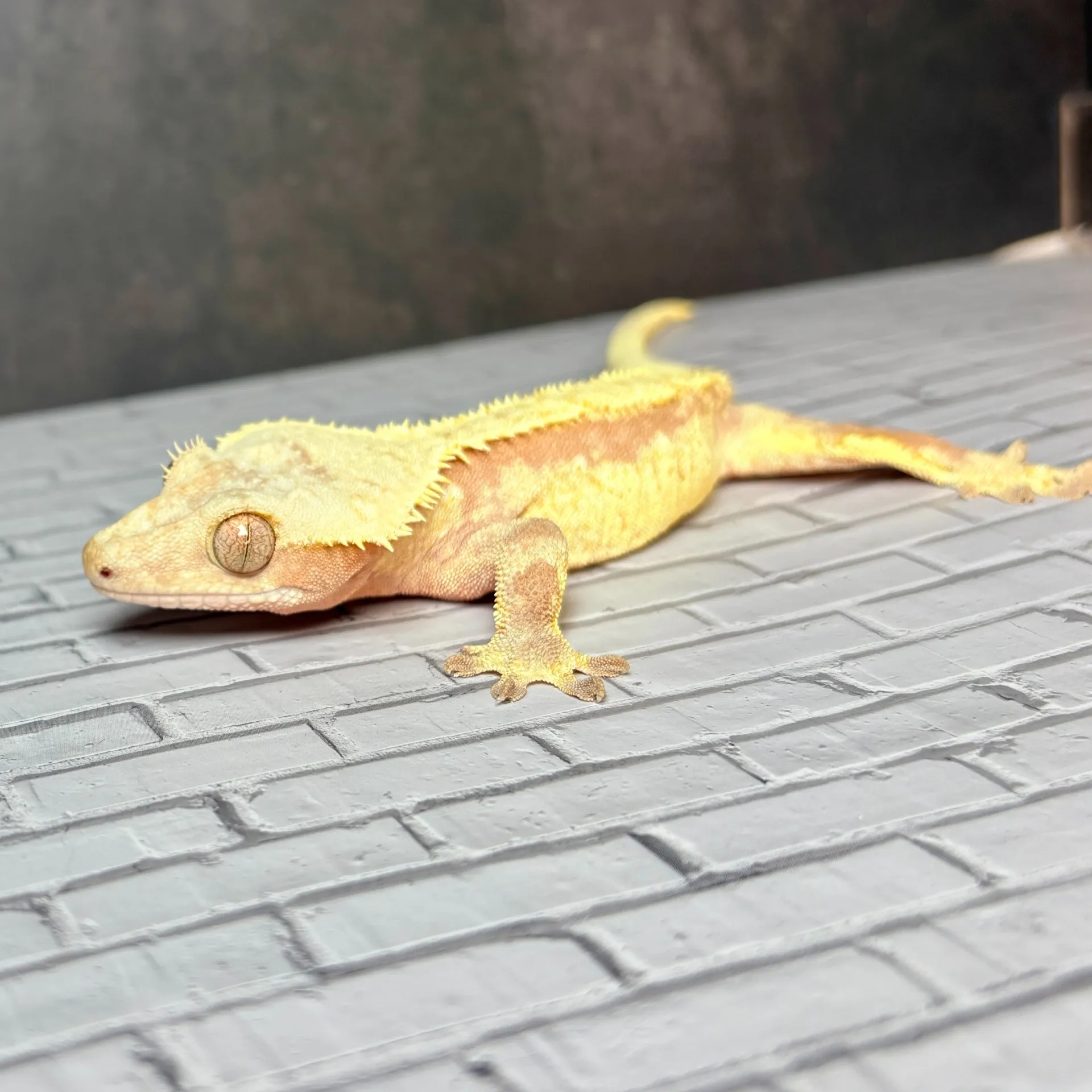 クレステッドゲッコー レッドリリーホワイト♂