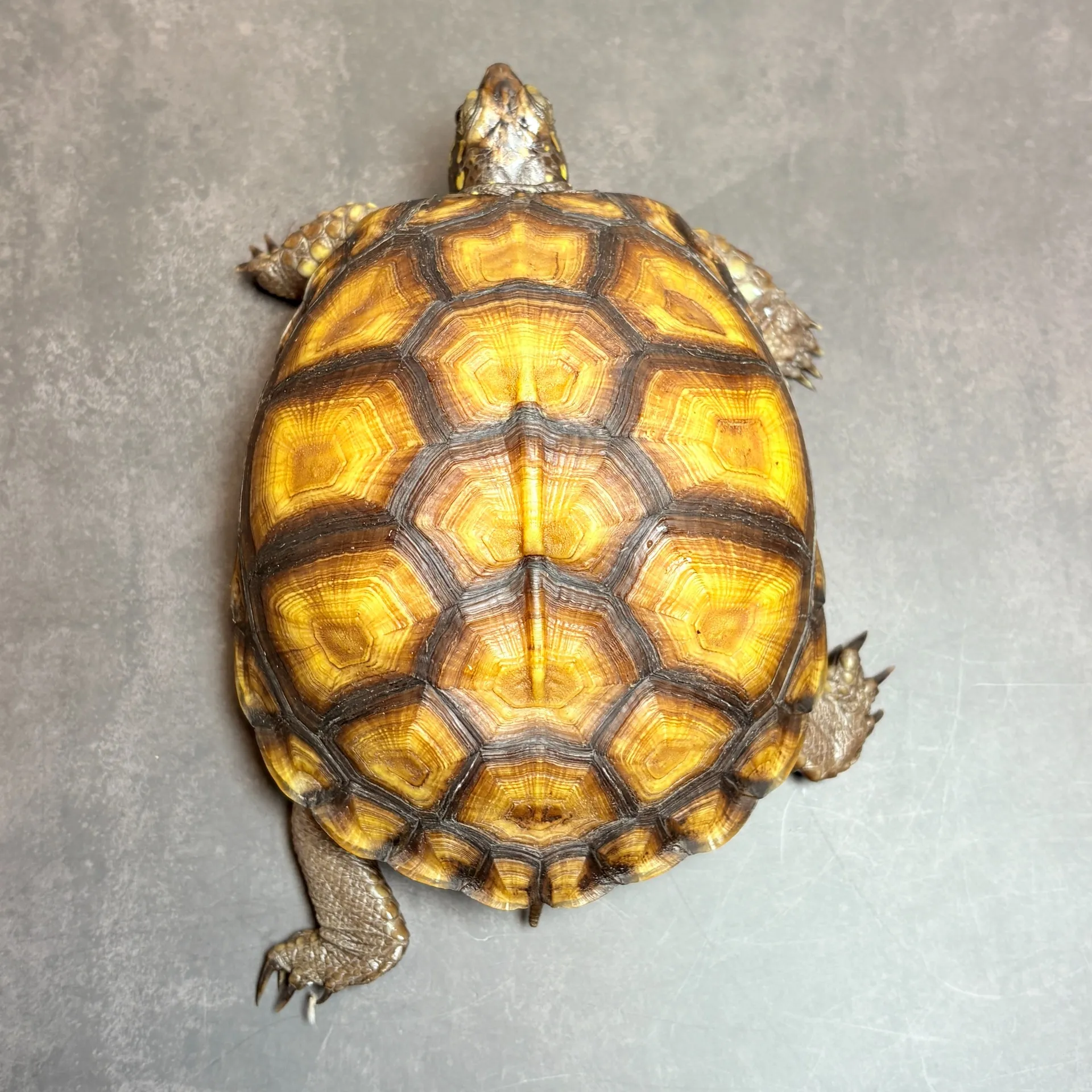 ガルフコーストハコガメ♀(甲長12.5cm)