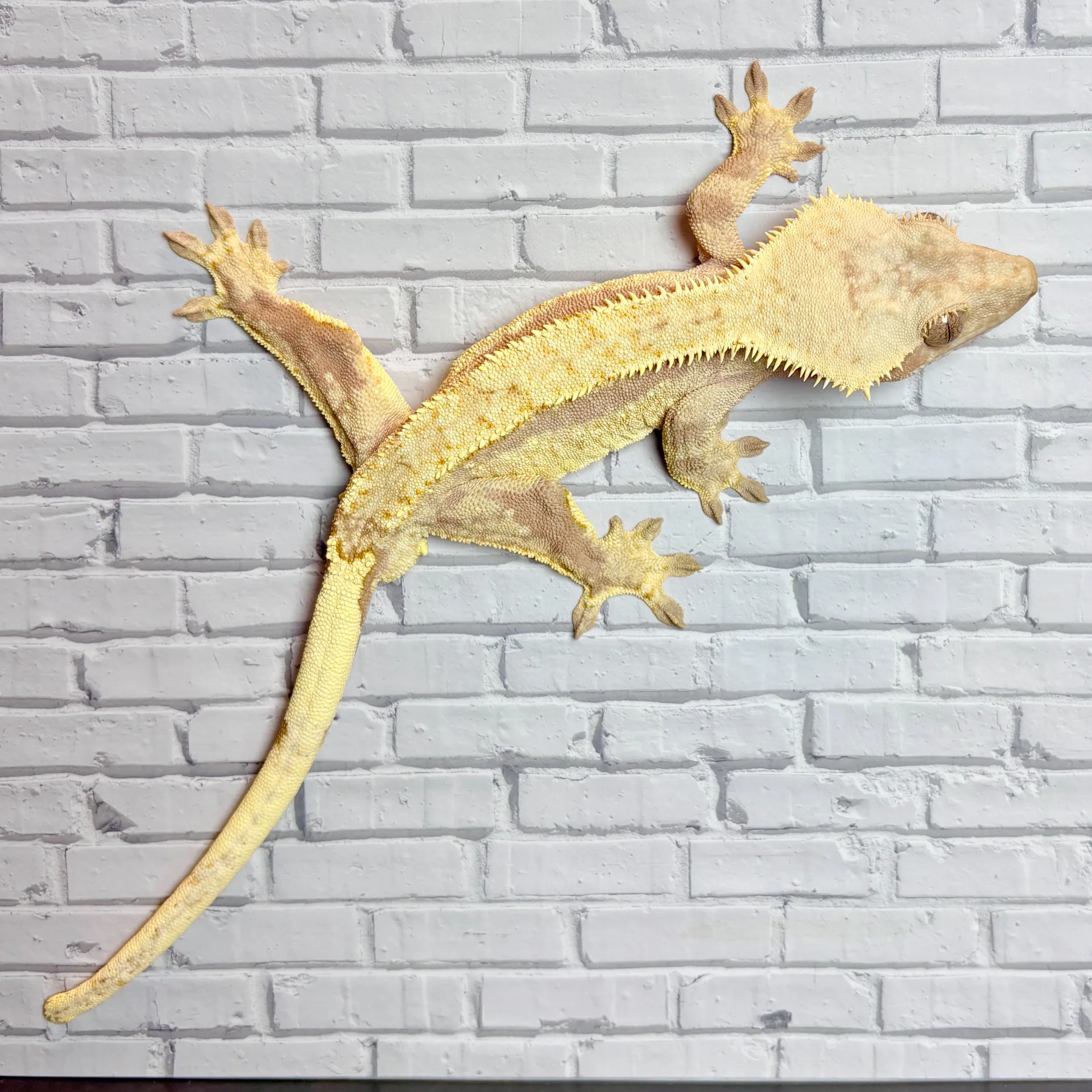 クレステッドゲッコー レッドリリーホワイト♂