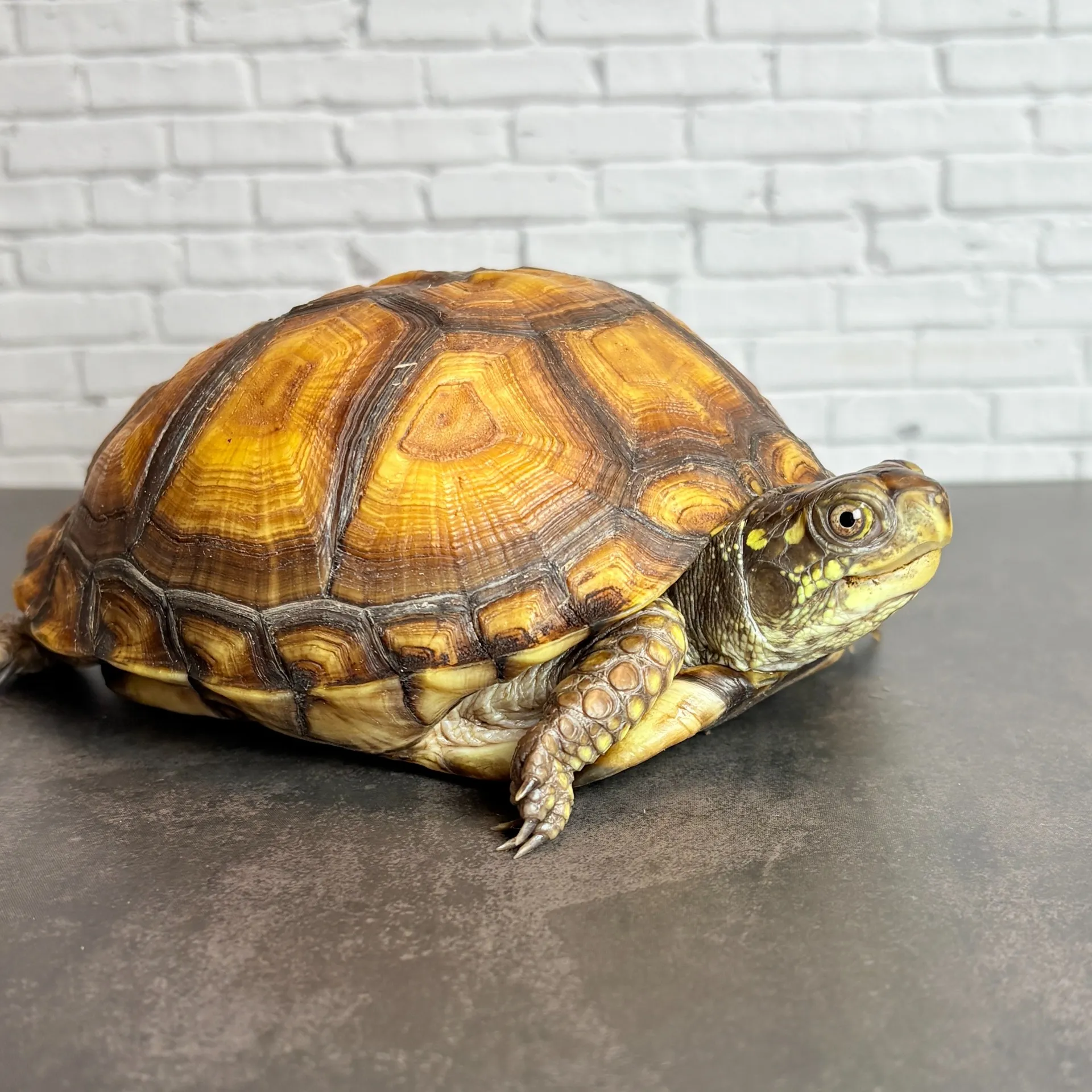 ガルフコーストハコガメ♀（甲長12.5cm）