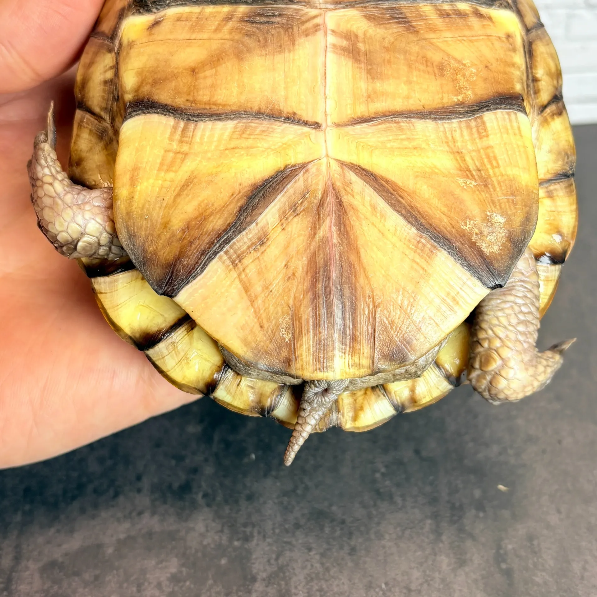 ガルフコーストハコガメ♀（甲長12.5cm）