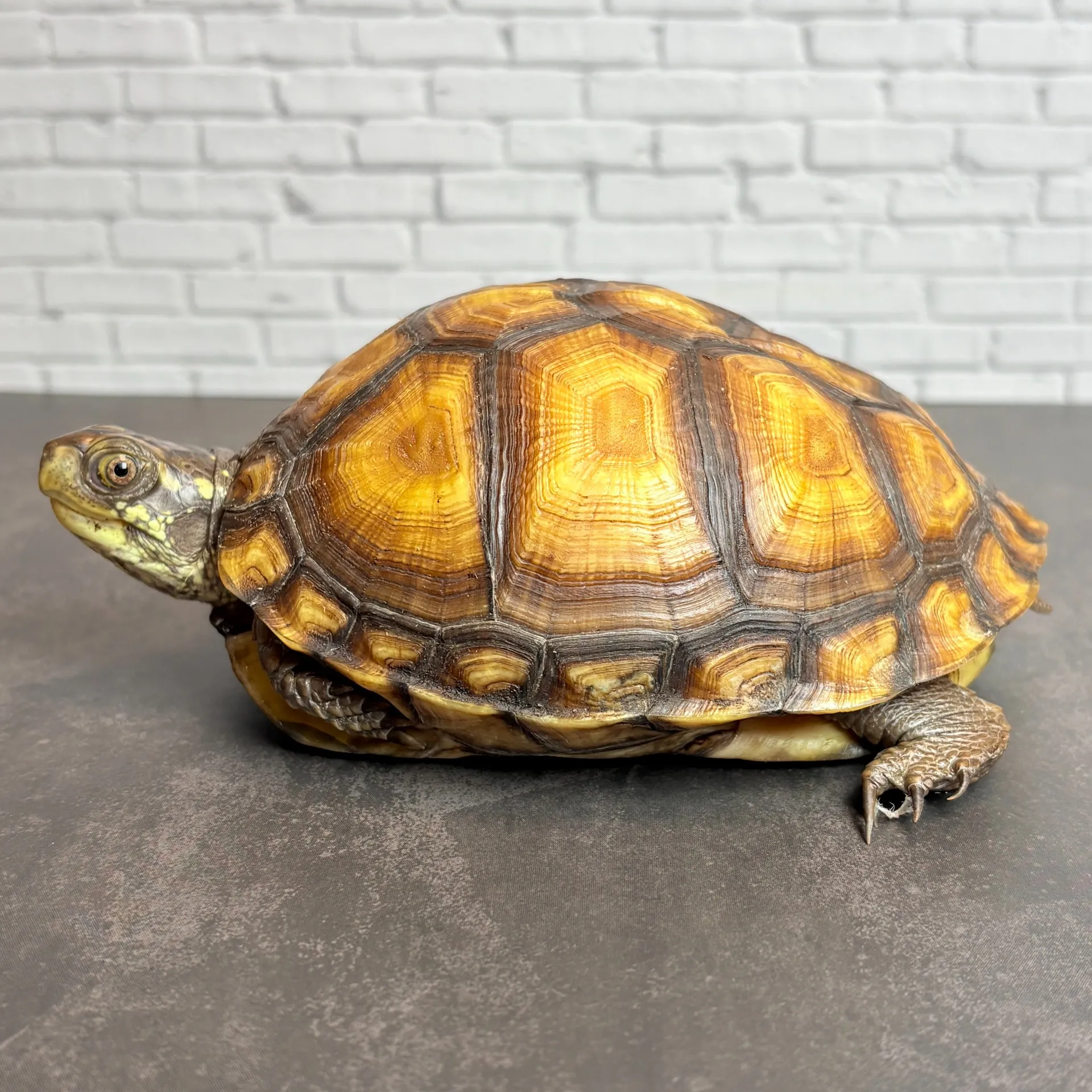 ガルフコーストハコガメ♀（甲長12.5cm）