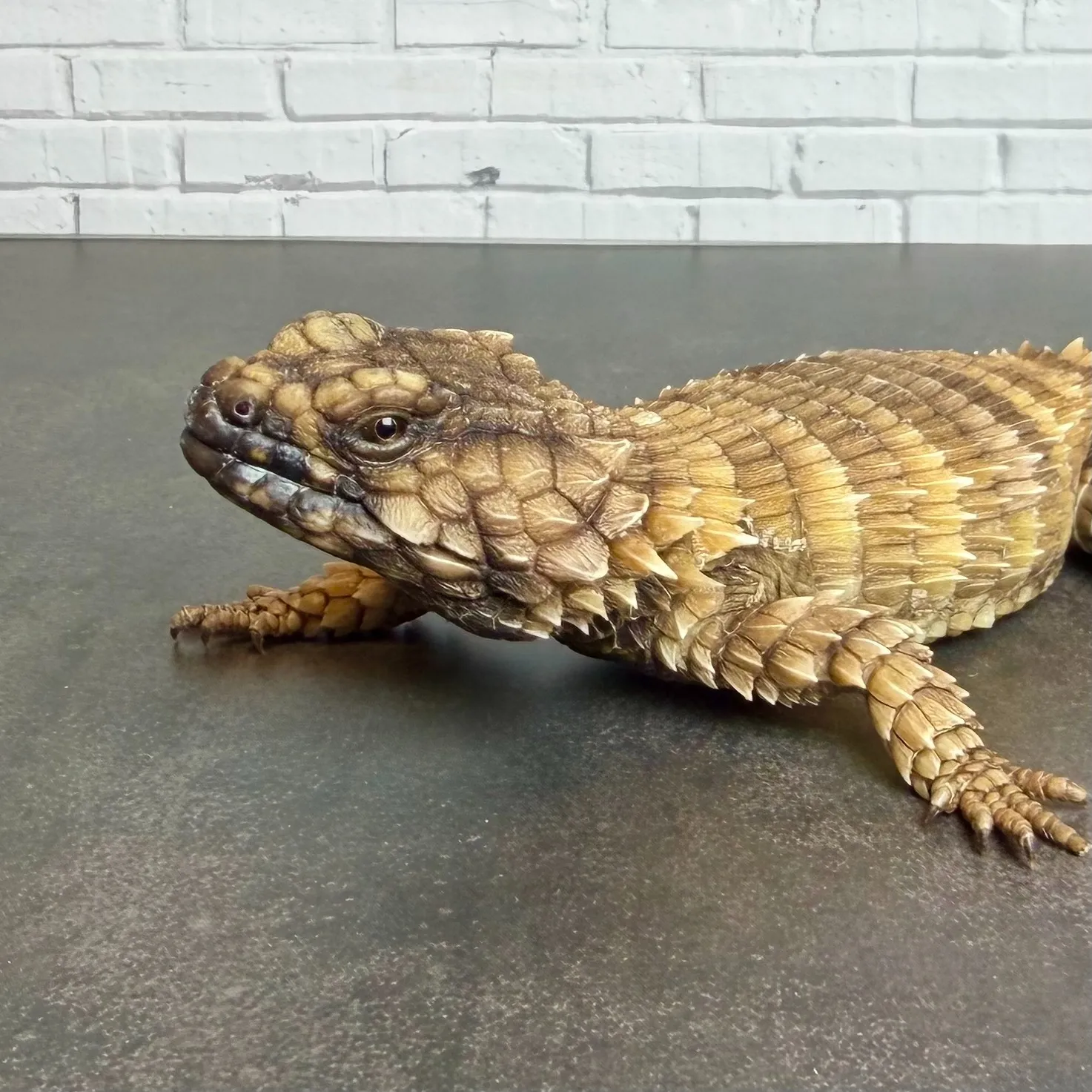 アルマジロトカゲ♂（23年CB）