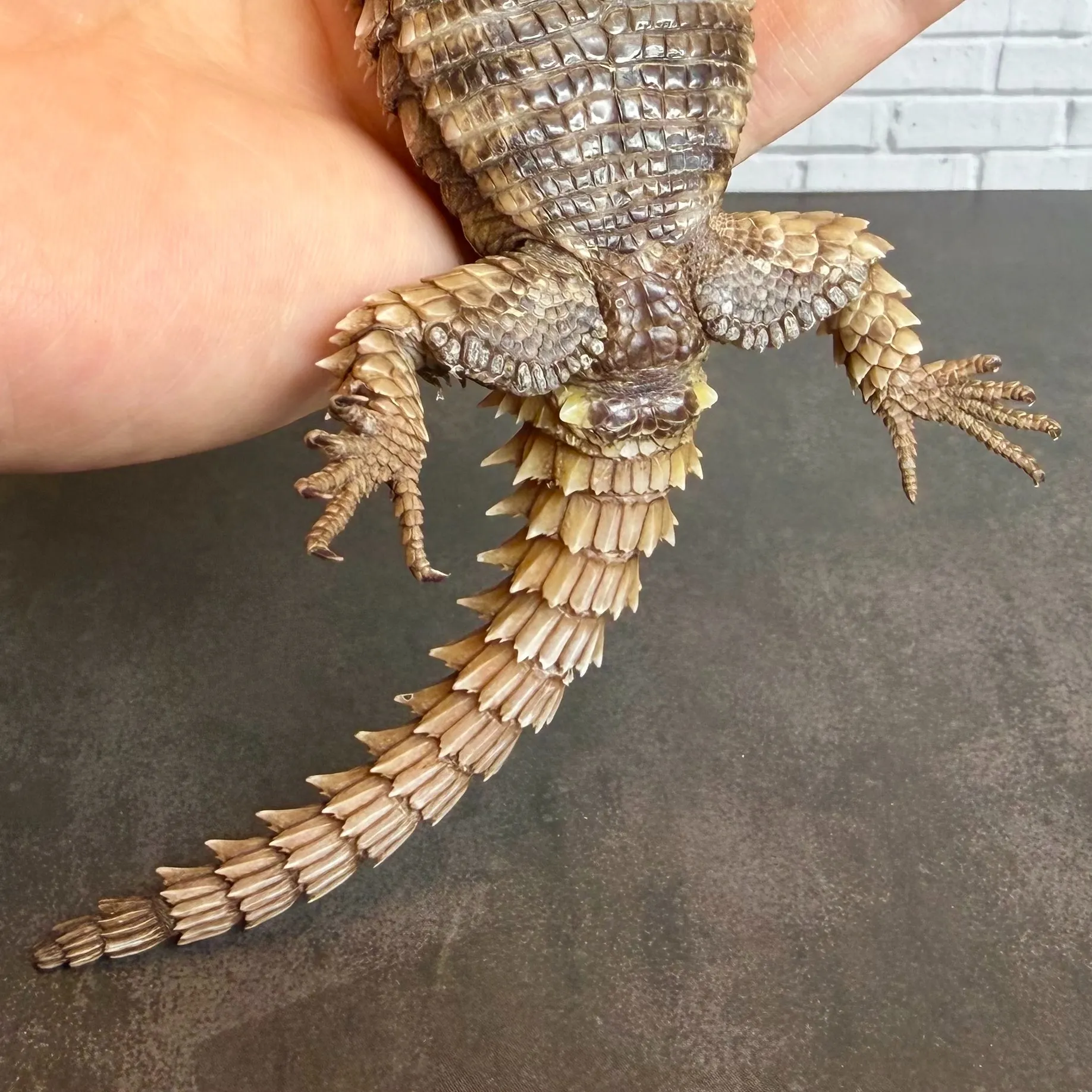 アルマジロトカゲ♂（23年CB）