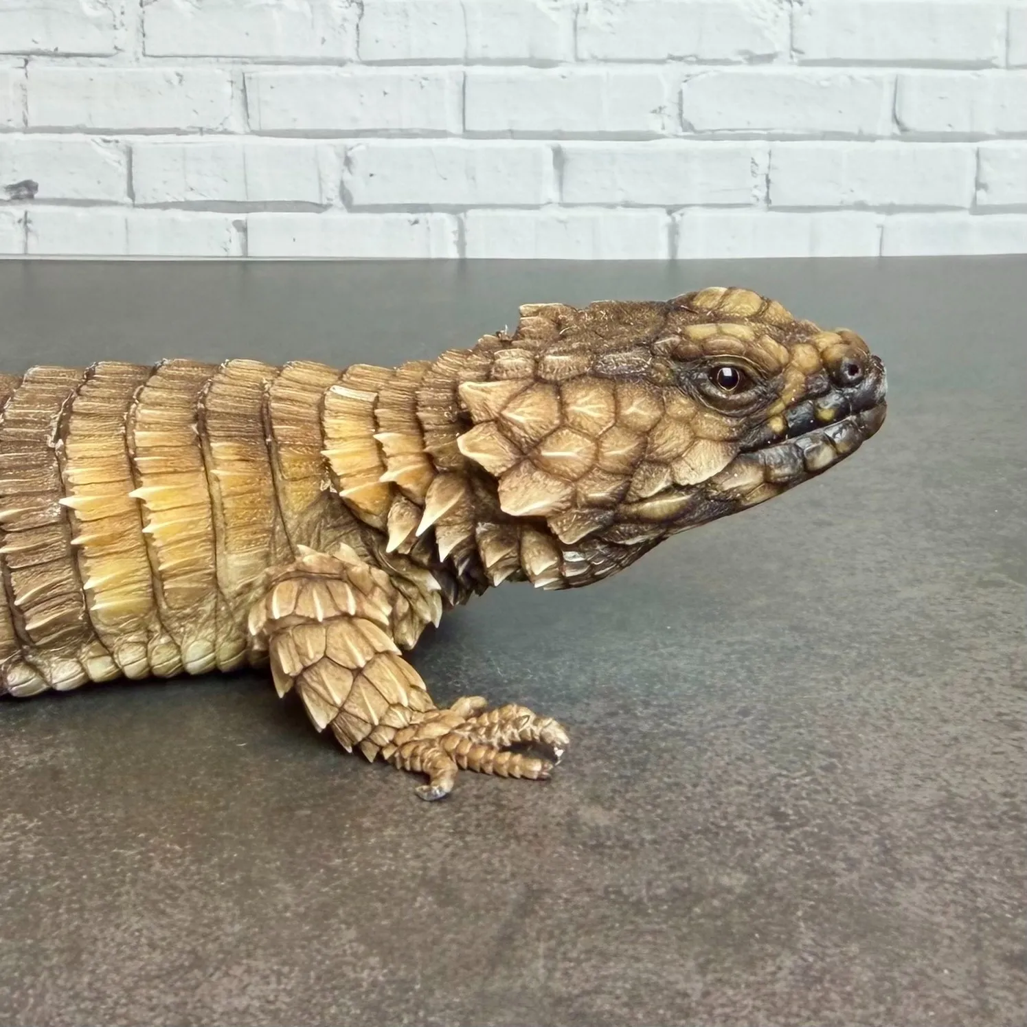 アルマジロトカゲ♂（23年CB）