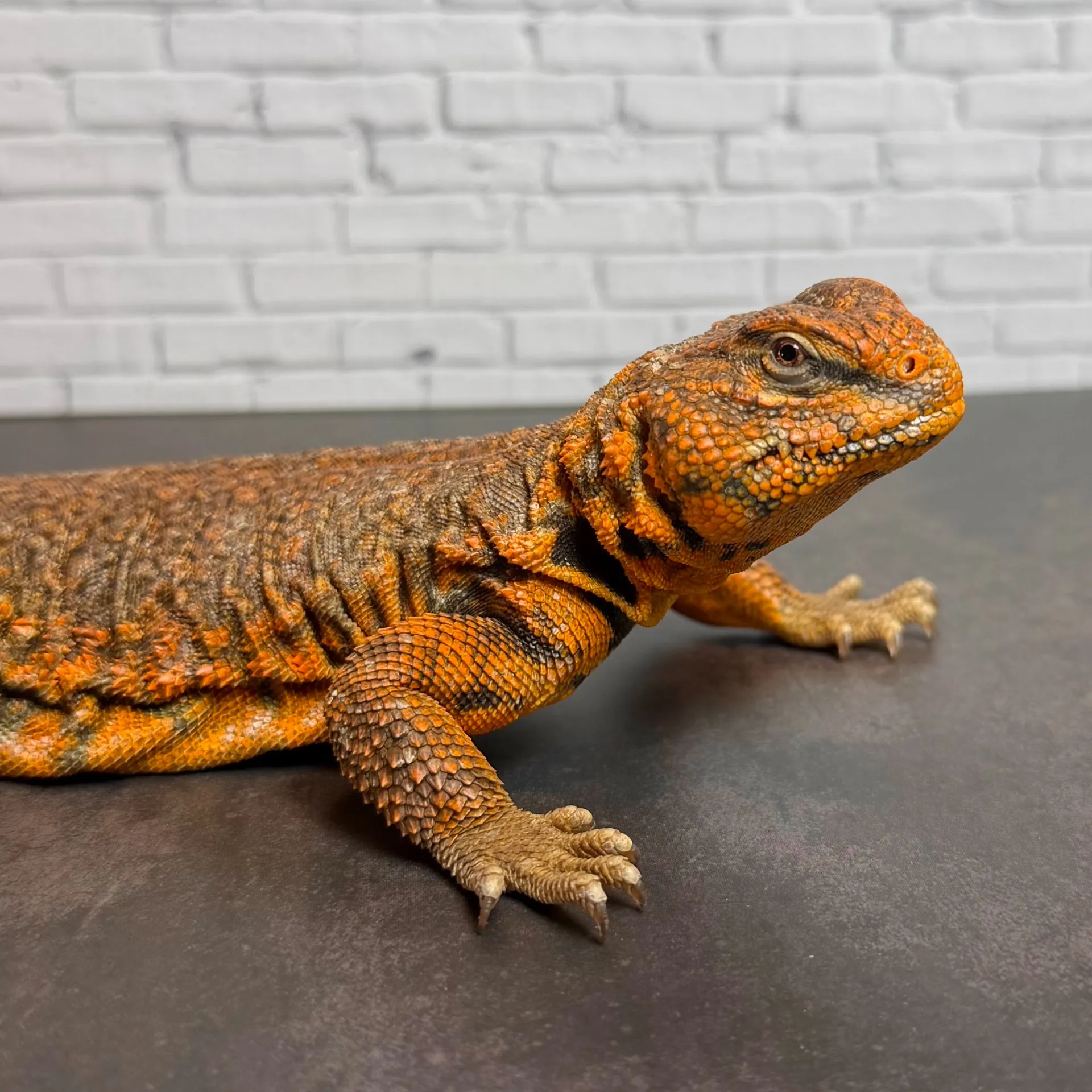 ゲイリートゲオアガマ♂