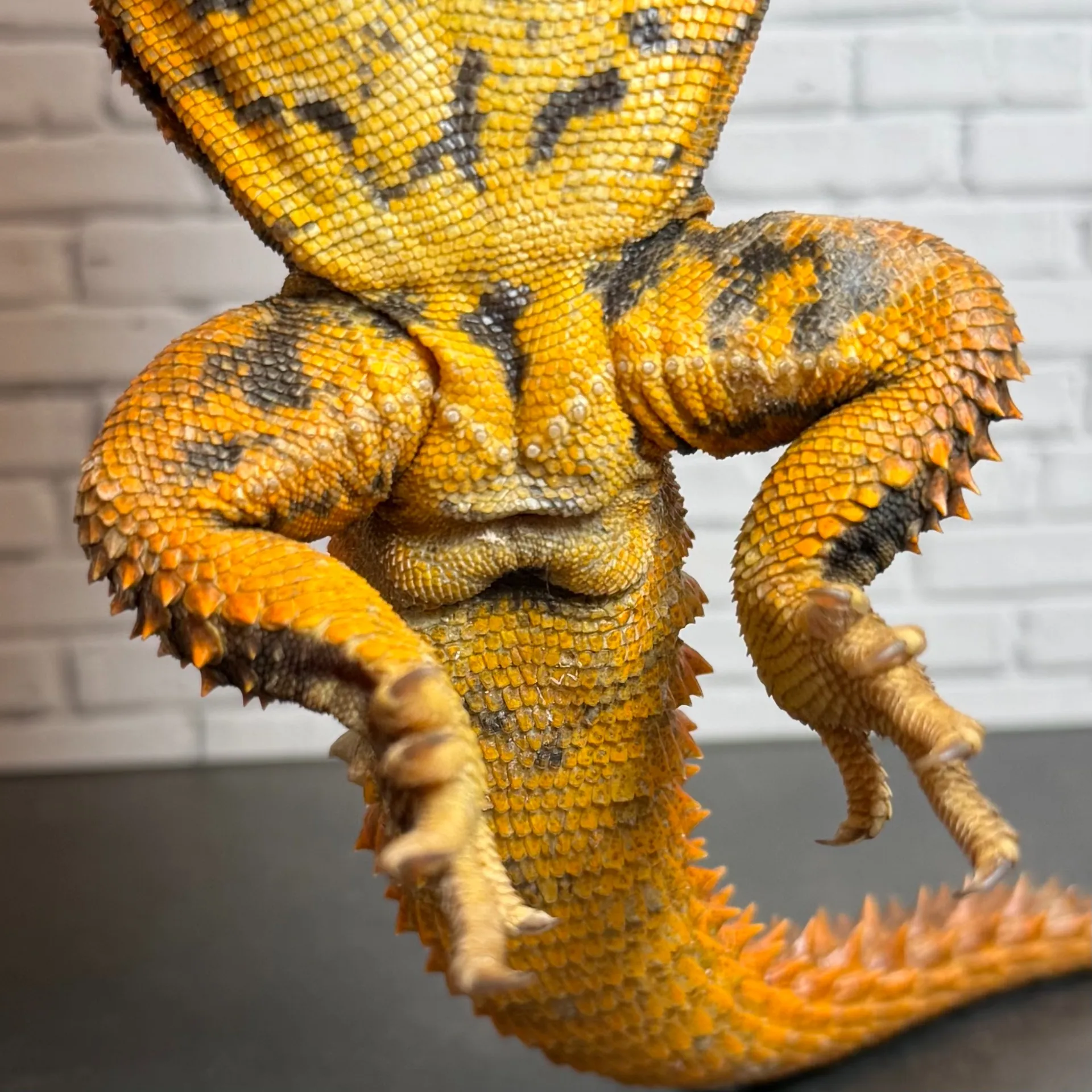 ゲイリートゲオアガマ♂