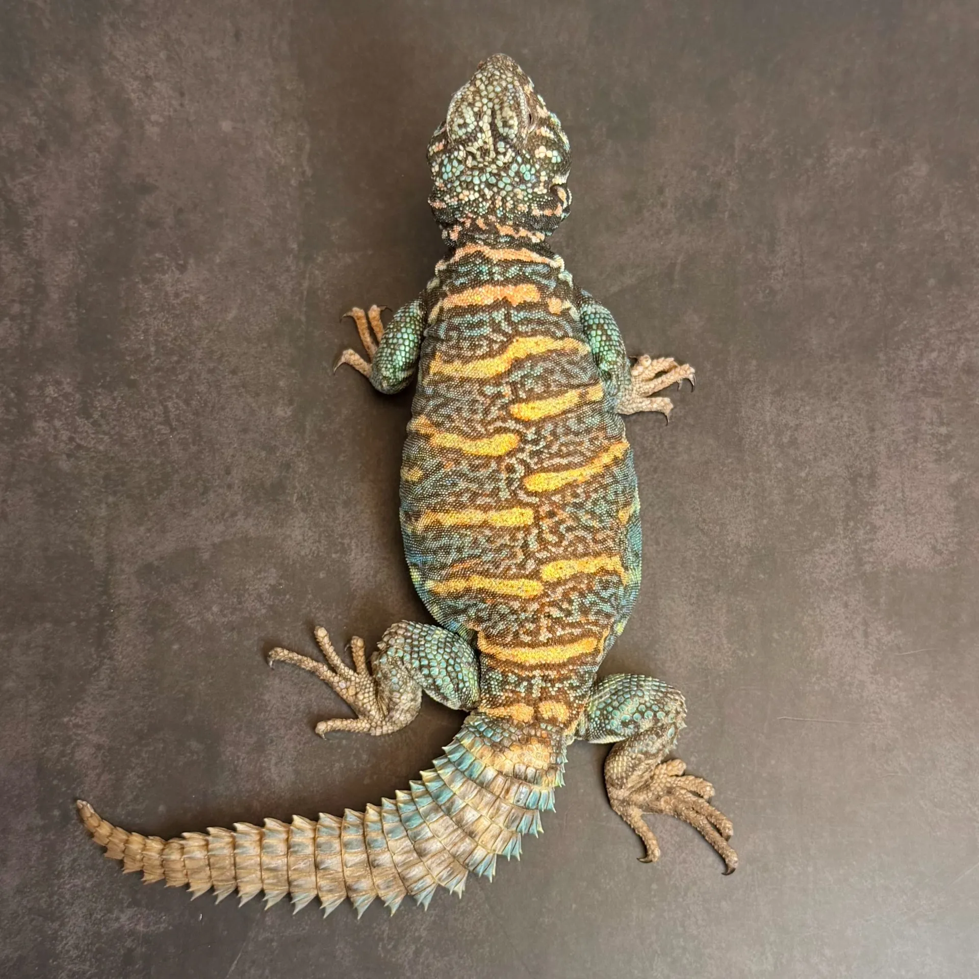 オルナータトゲオアガマ♂