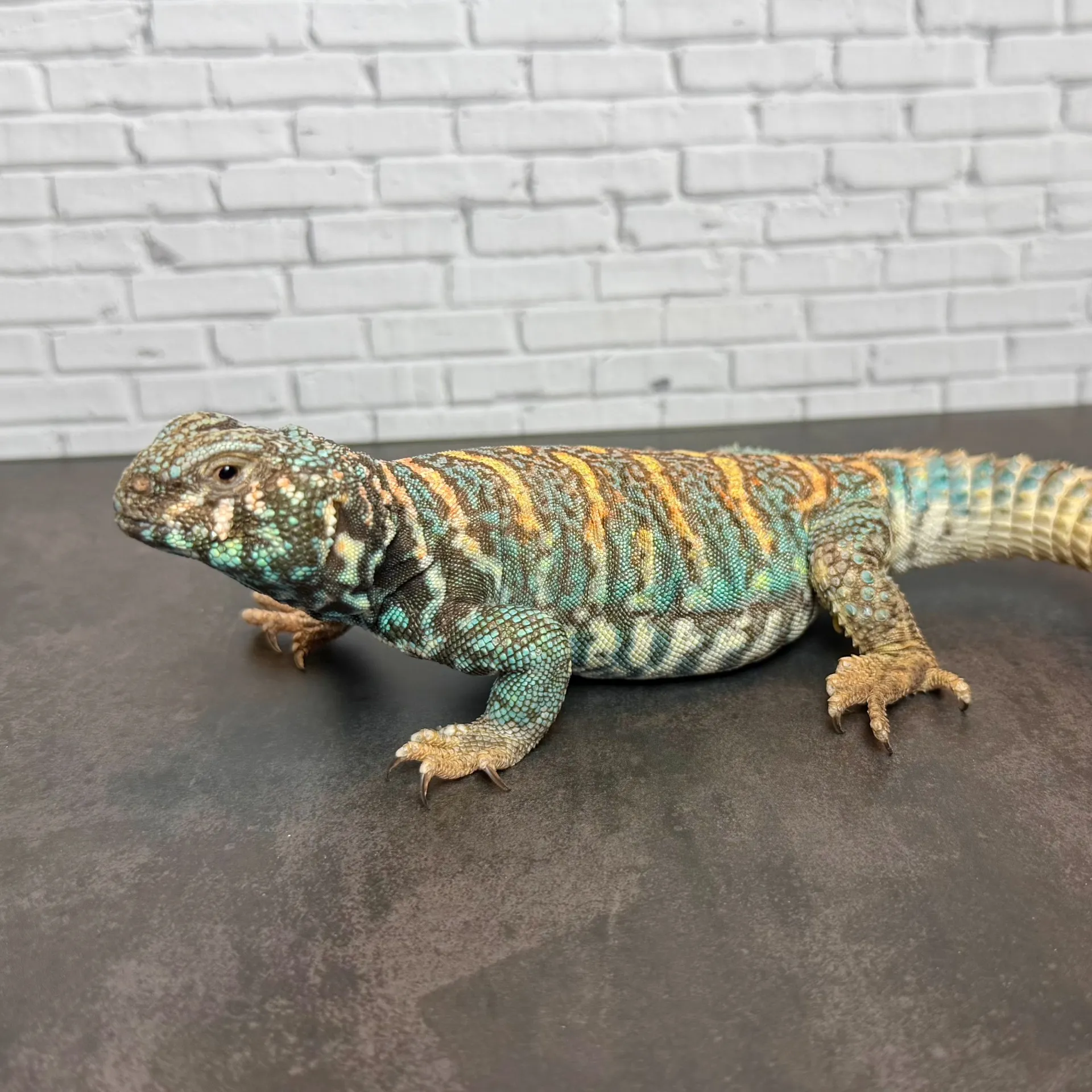 オルナータトゲオアガマ♂