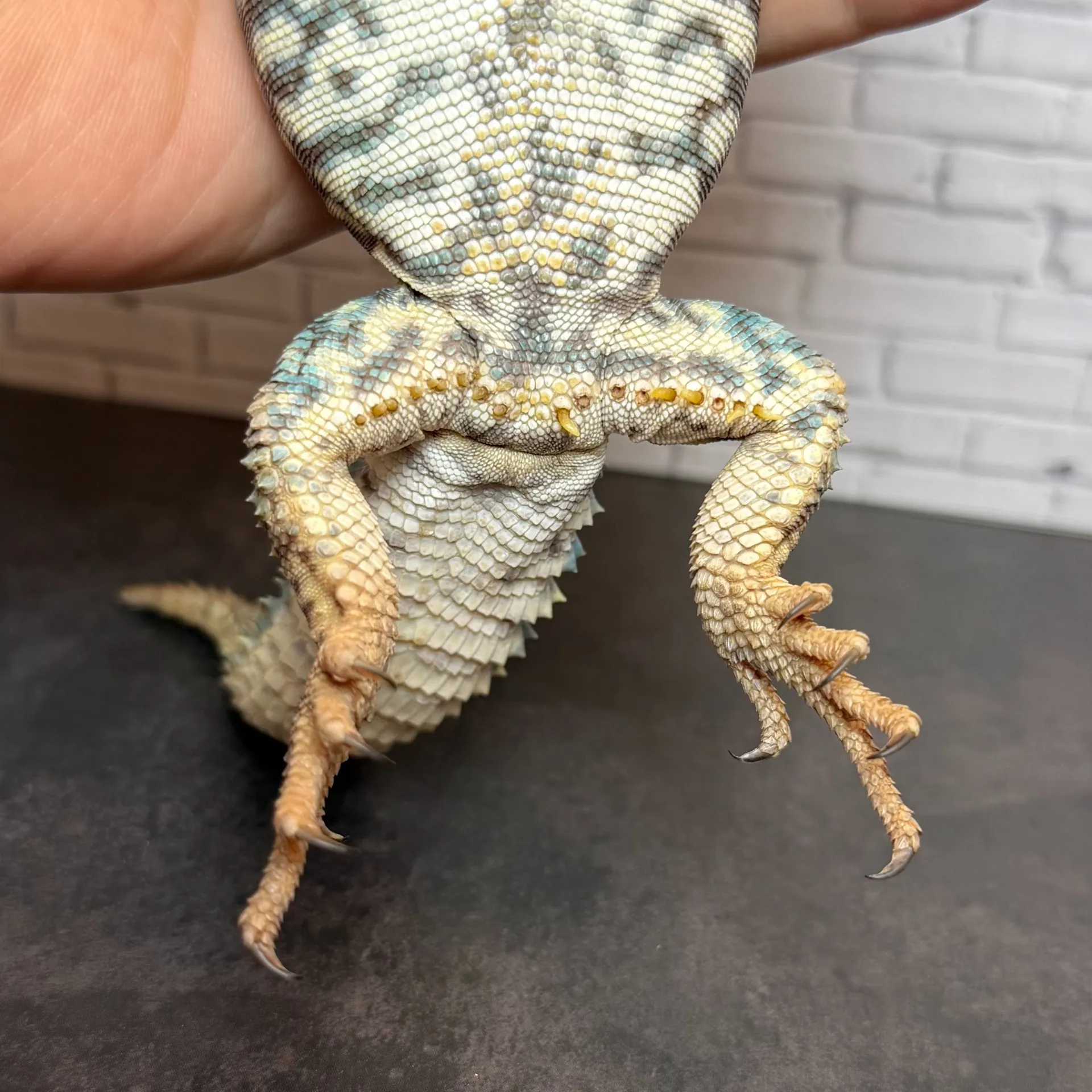 オルナータトゲオアガマ♂