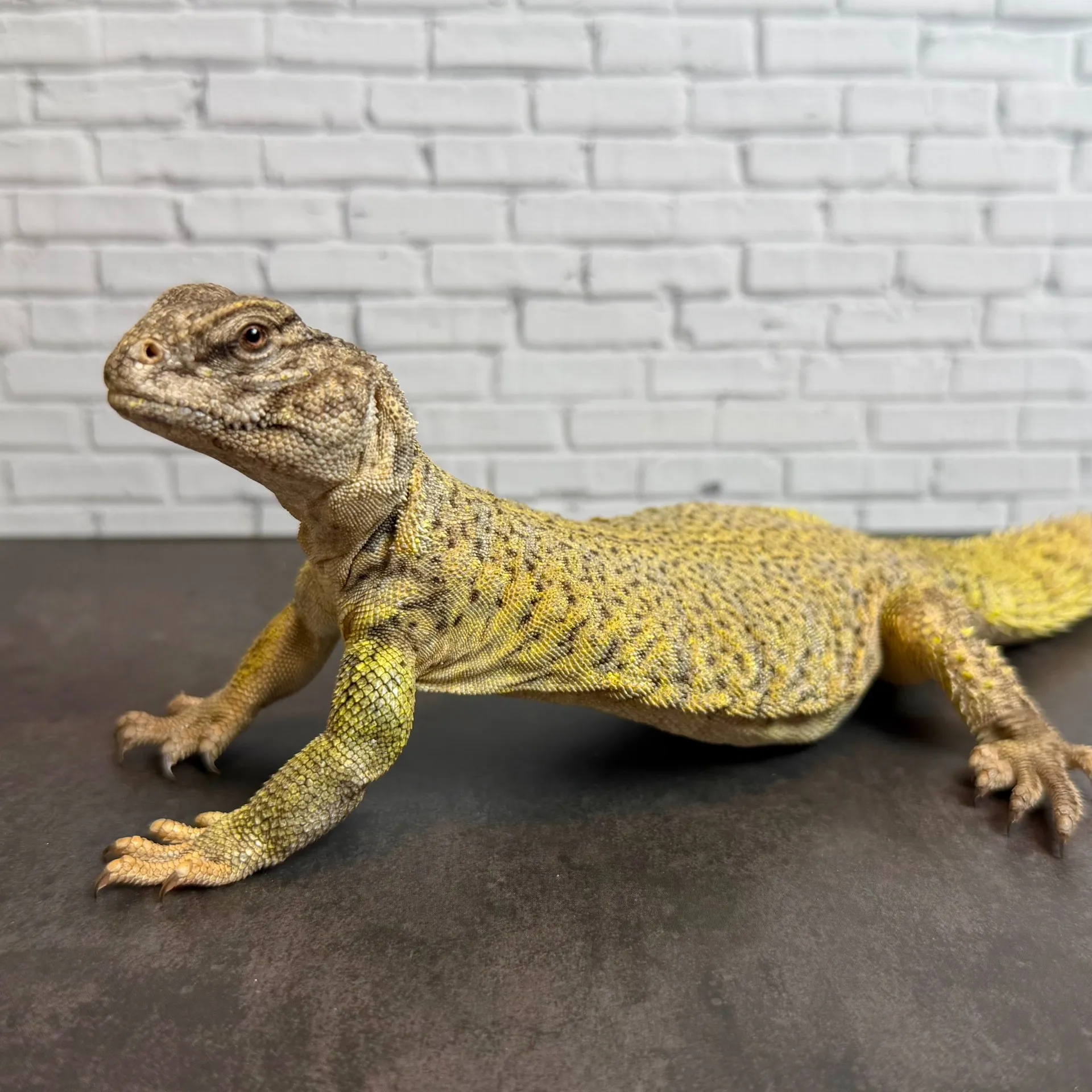 ディスパートゲオアガマ♂