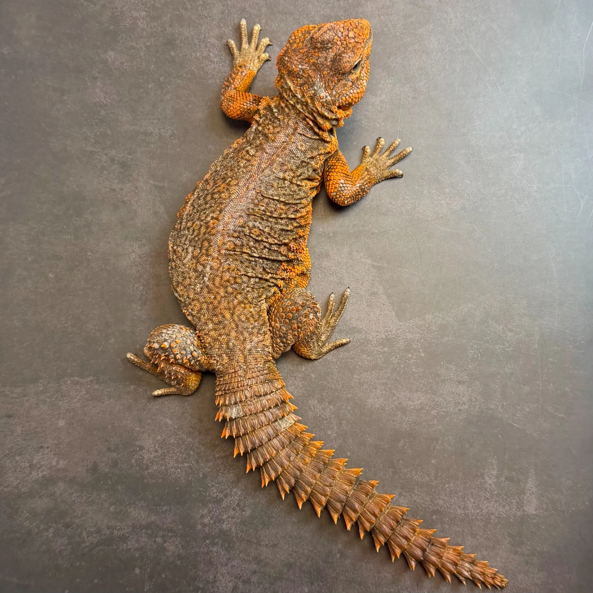 ゲイリートゲオアガマ♂