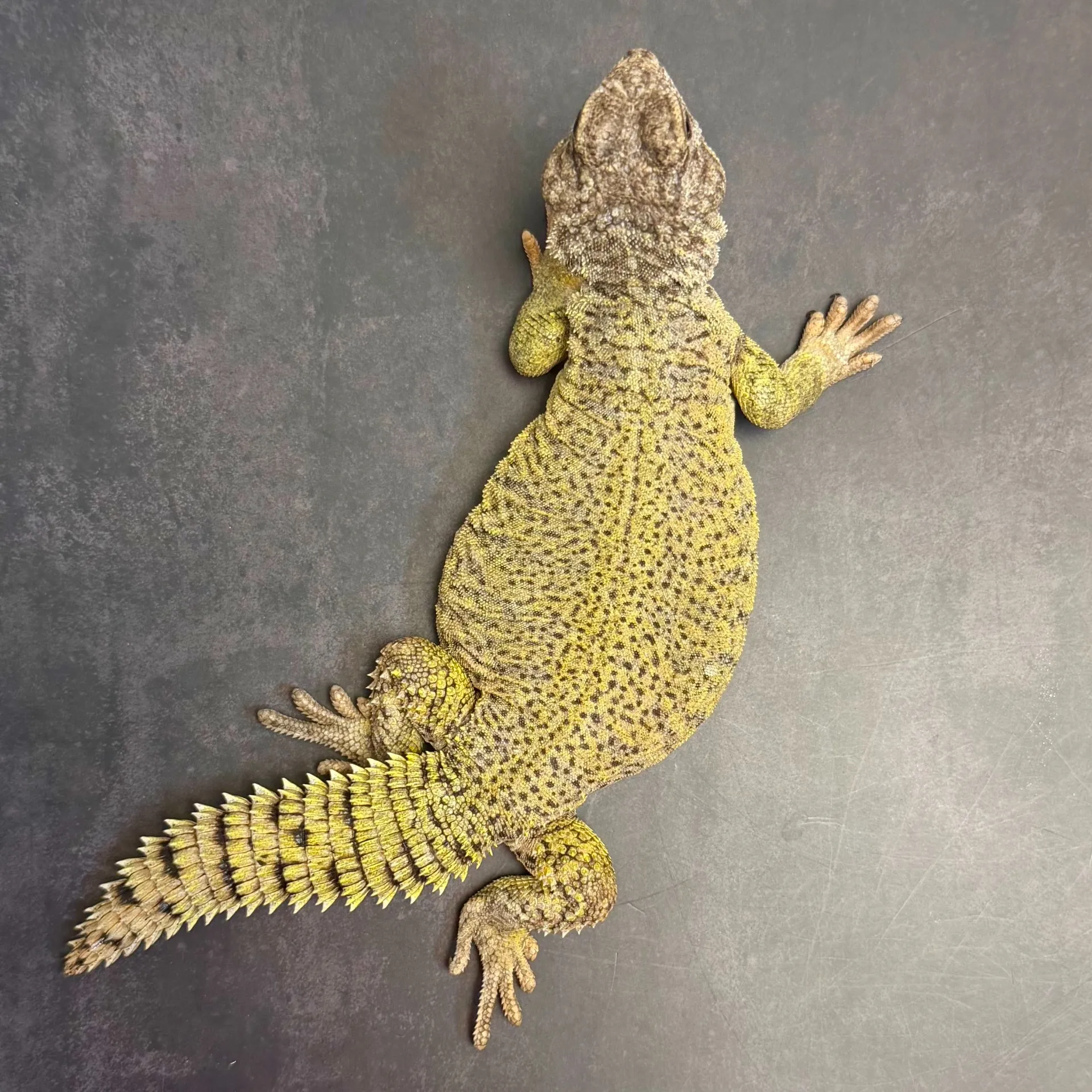 ディスパートゲオアガマ♂