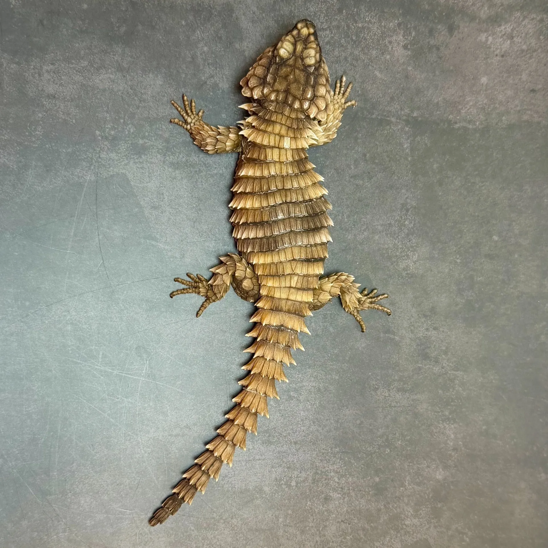 アルマジロトカゲ♂（23年CB）