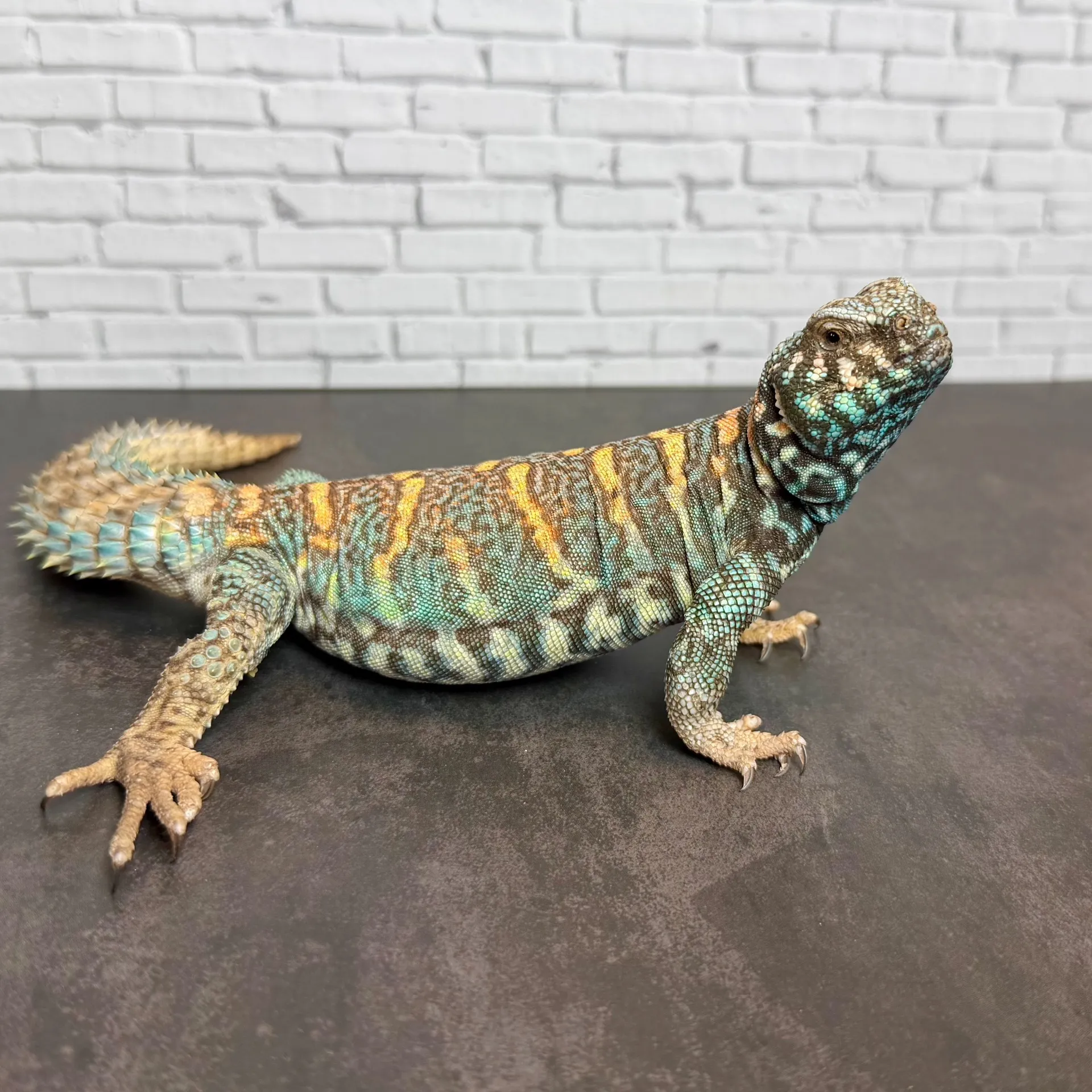 オルナータトゲオアガマ♂