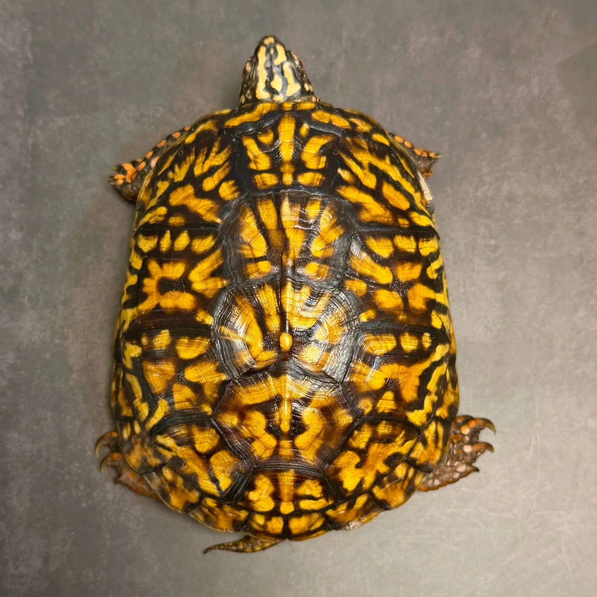 トウブハコガメ♂