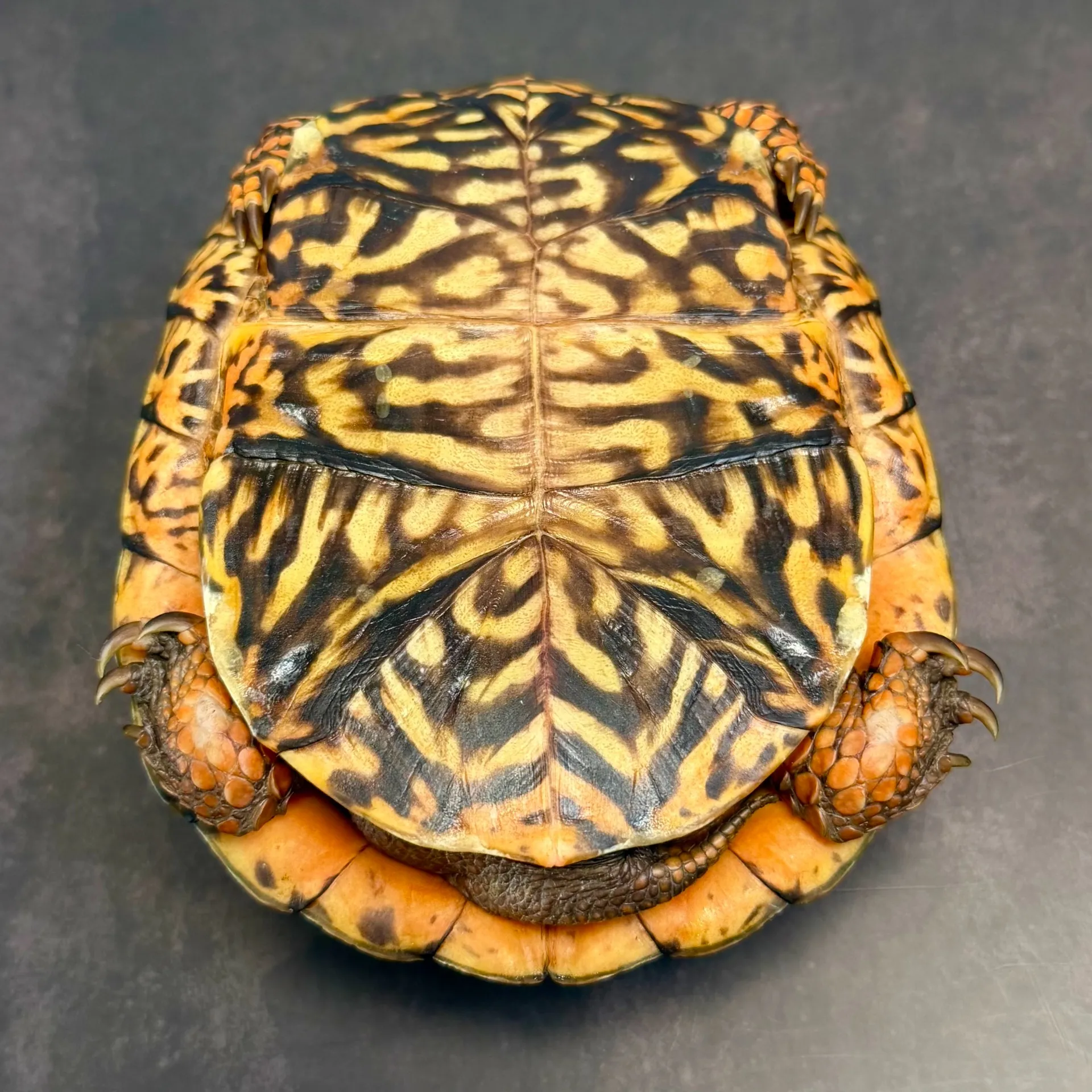 トウブハコガメ♂