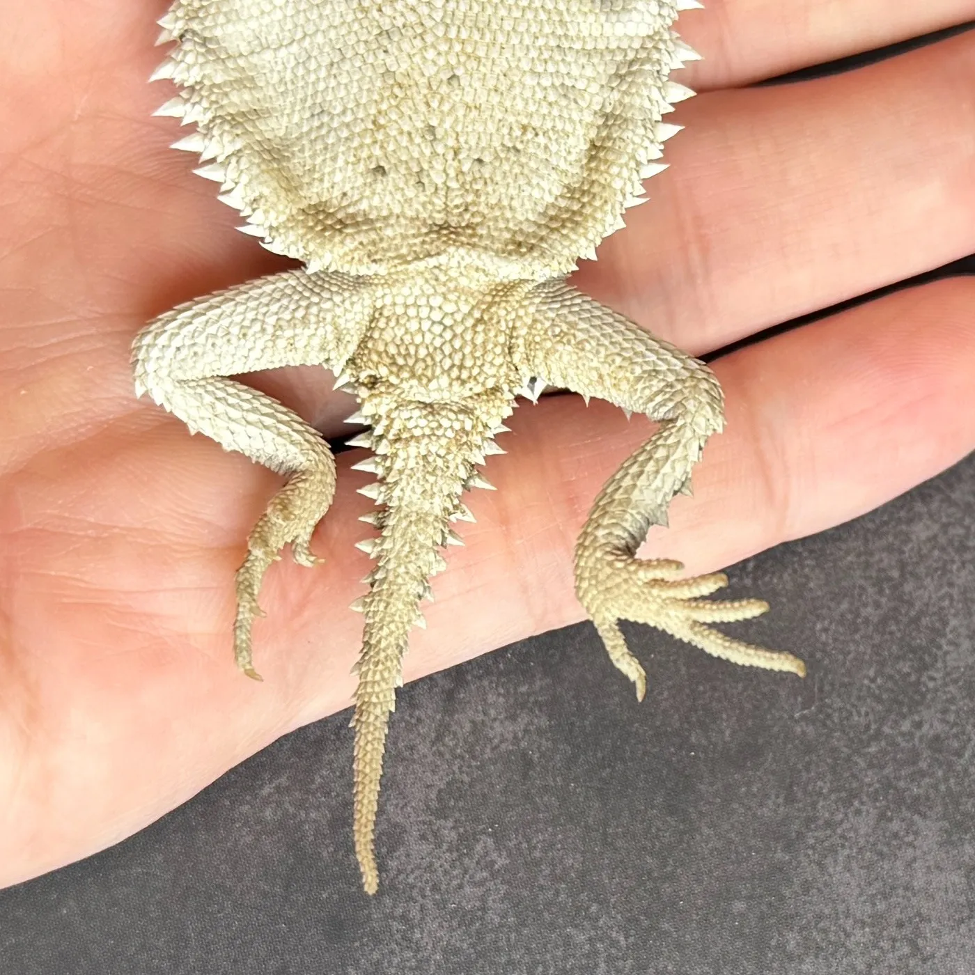 コリーマオオツノトカゲ♀（11cm）