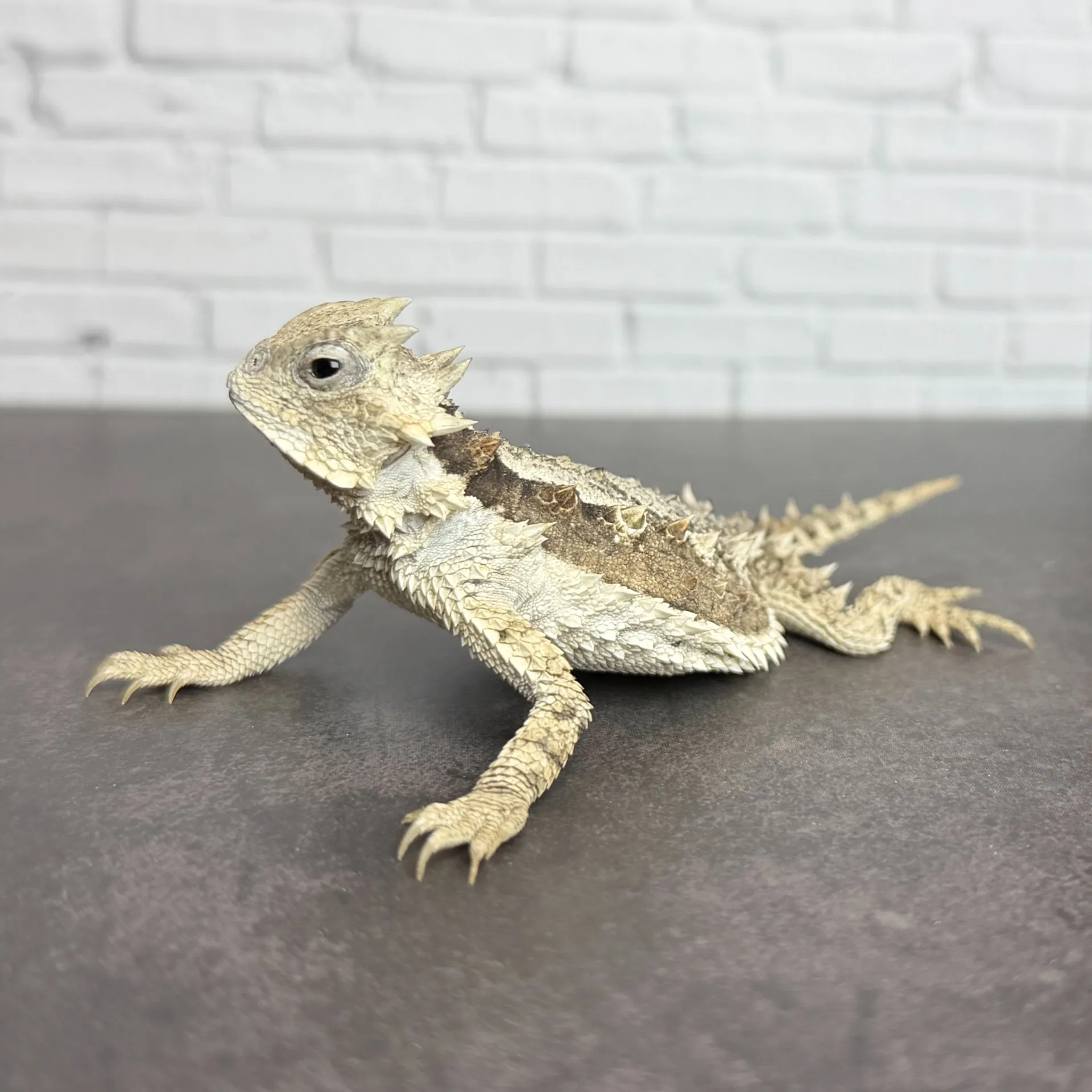 コリーマオオツノトカゲ♀（11cm）