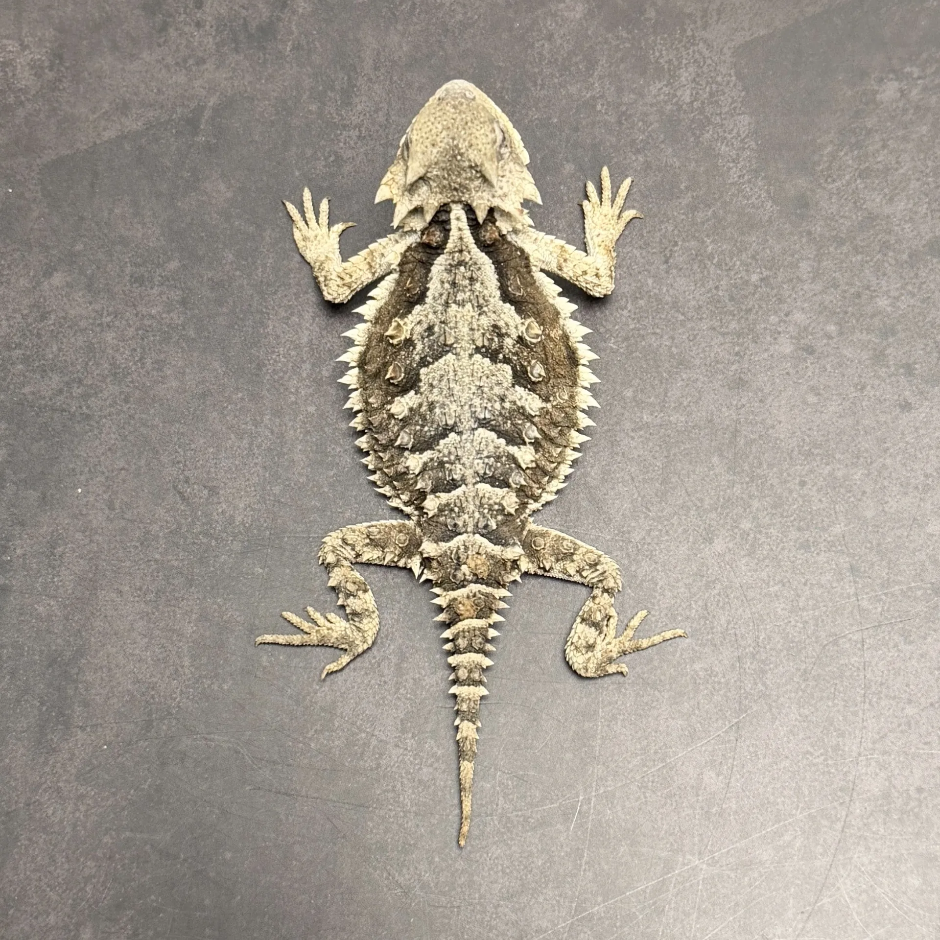 コリーマオオツノトカゲ♀（11cm）