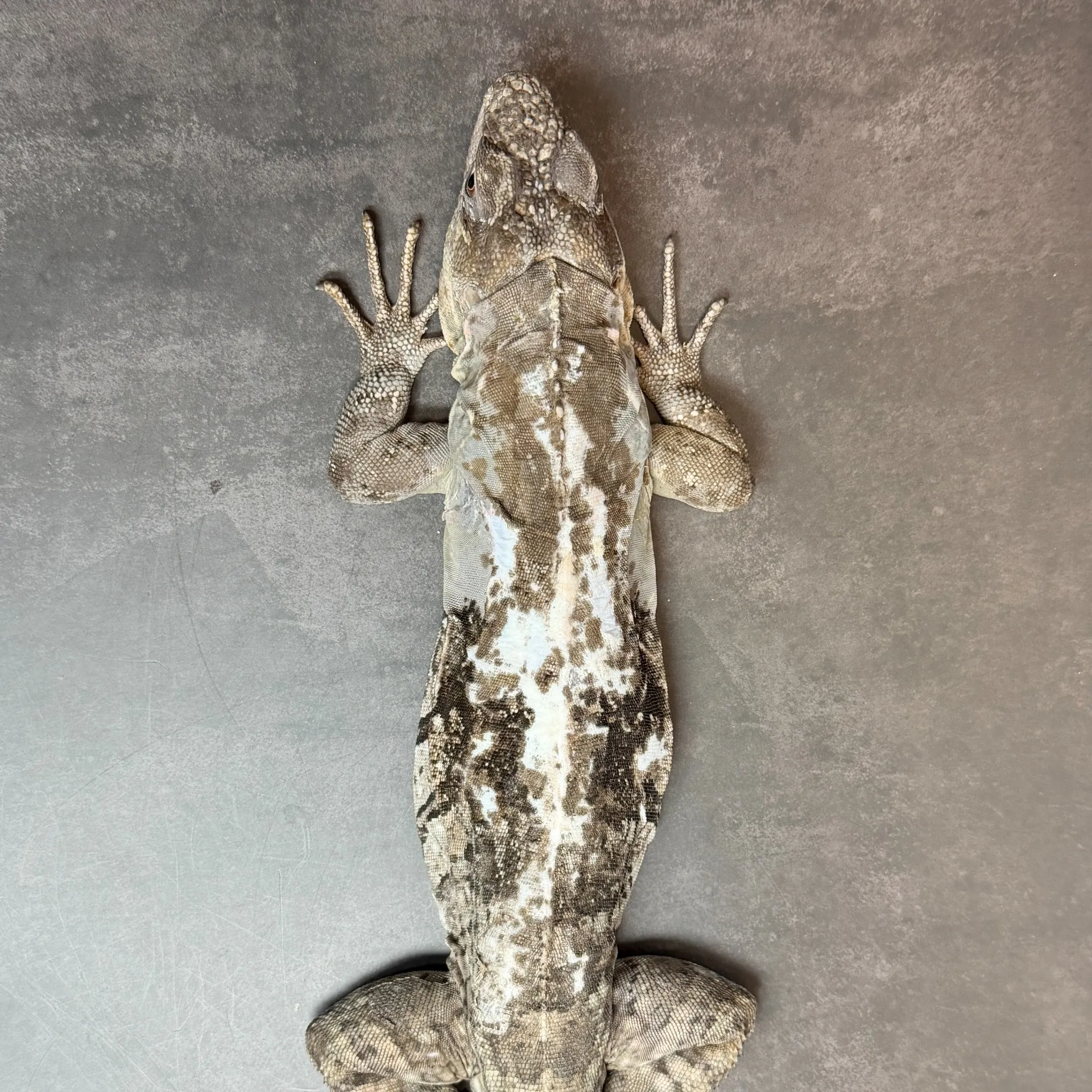 ノドダレトゲオイグアナ♂（52cm）