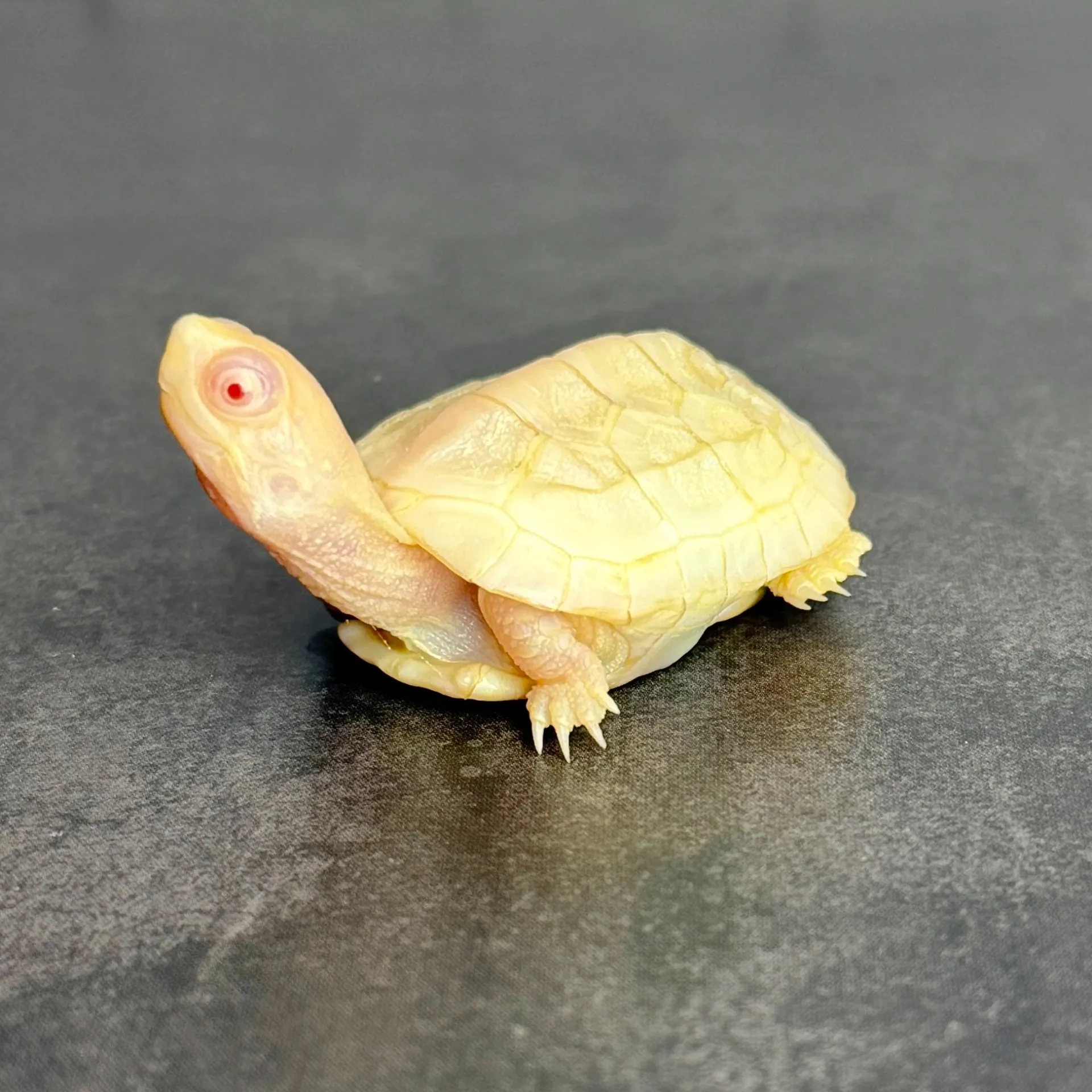 T-アルビノクサガメ