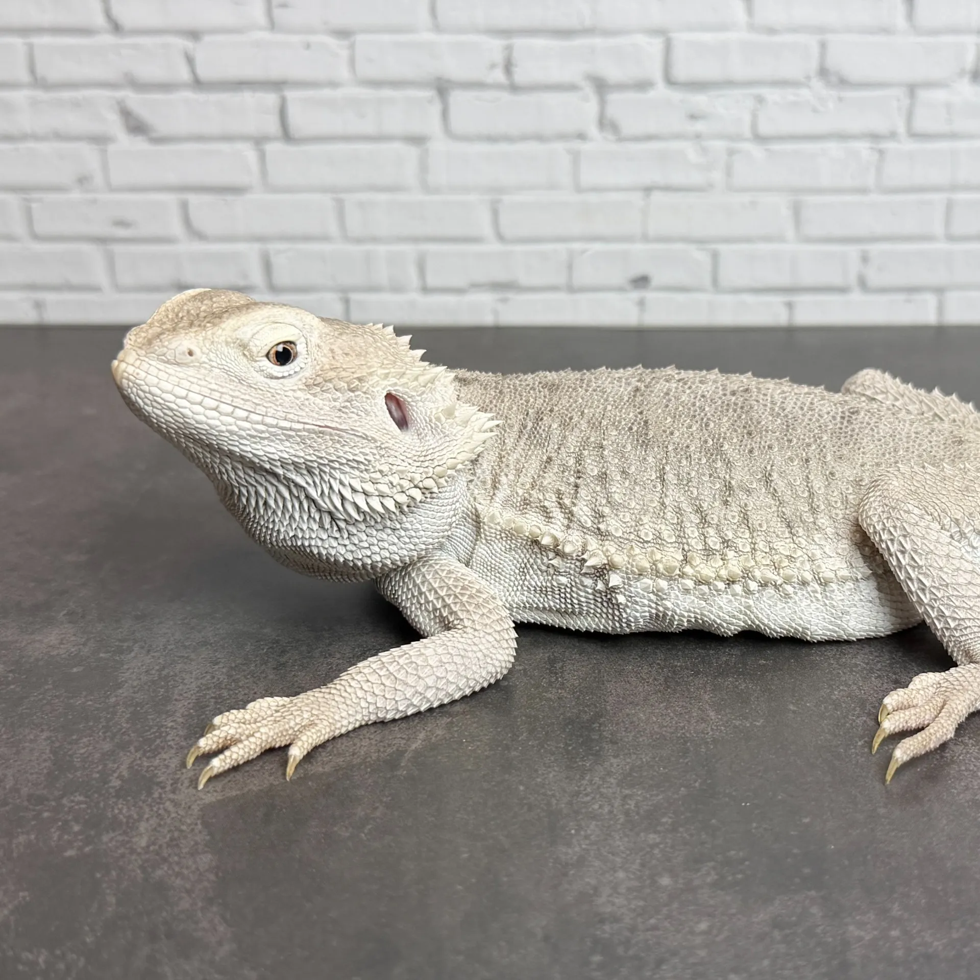 フトアゴヒゲトカゲ ハイポゼロ♂