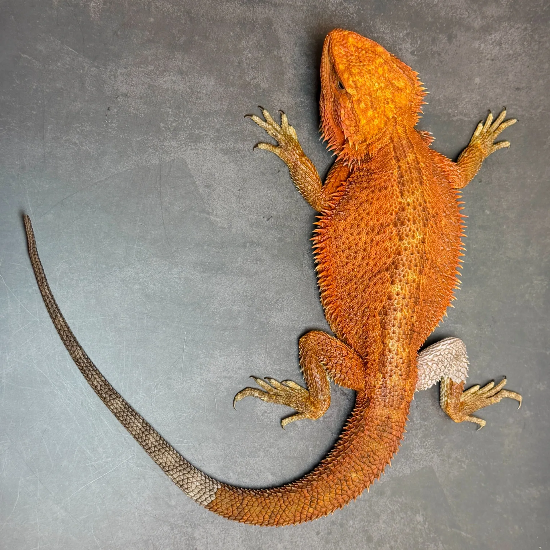 フトアゴヒゲトカゲ ハーフダークレッドトランス♂