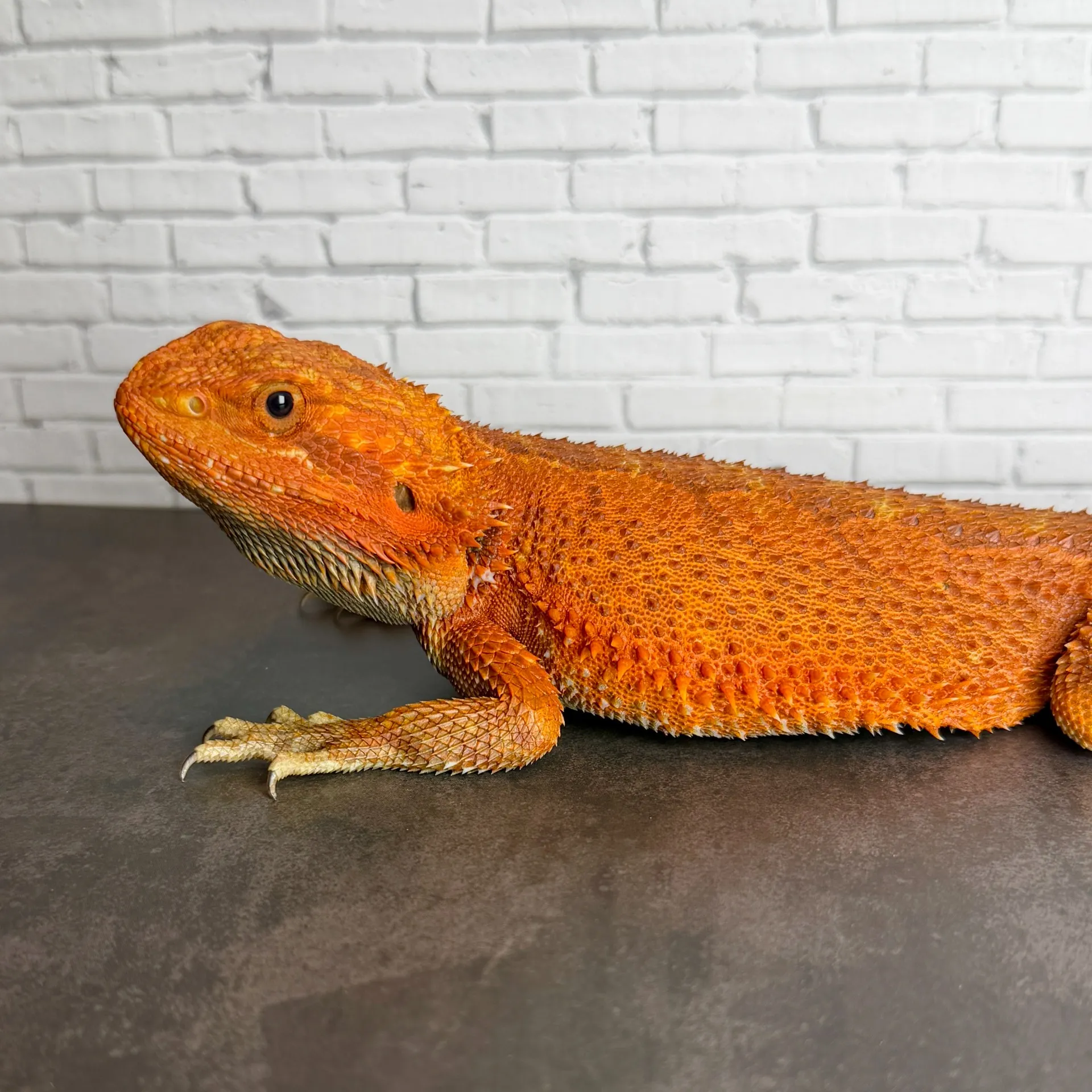 フトアゴヒゲトカゲ ハーフダークレッドトランス♂