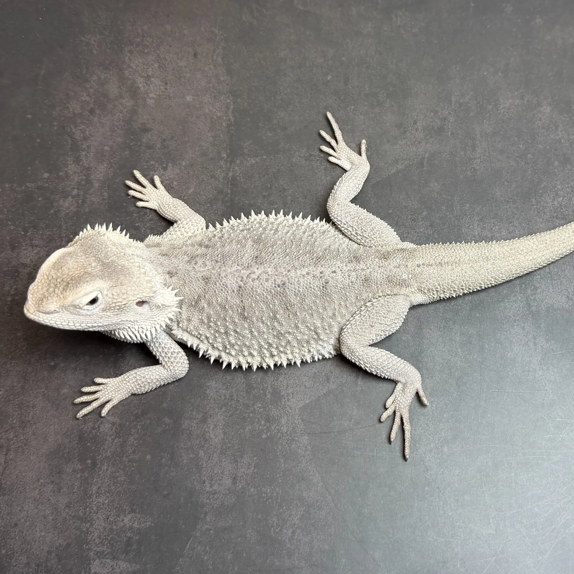 フトアゴヒゲトカゲ ハイポゼロ♂