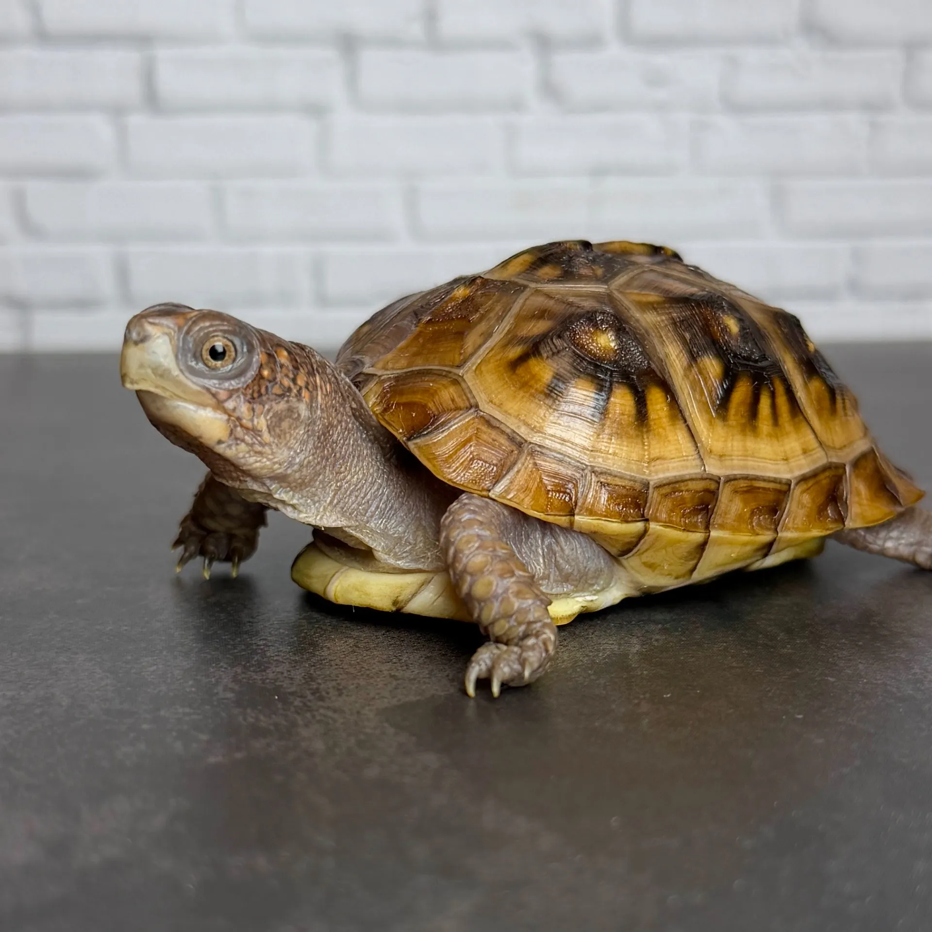 ミツユビハコガメ（6.5cm）