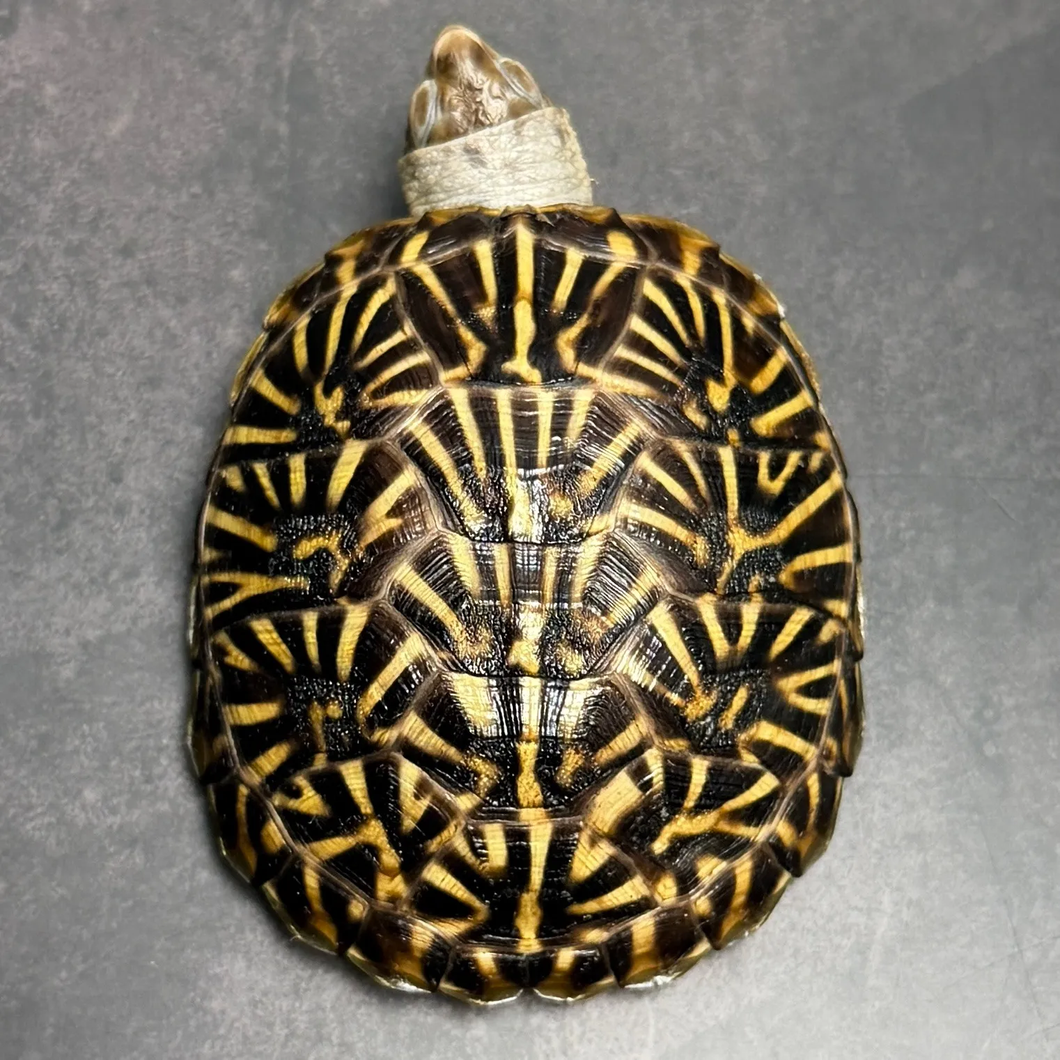 ミナミニシキハコガメ（7.5cm）