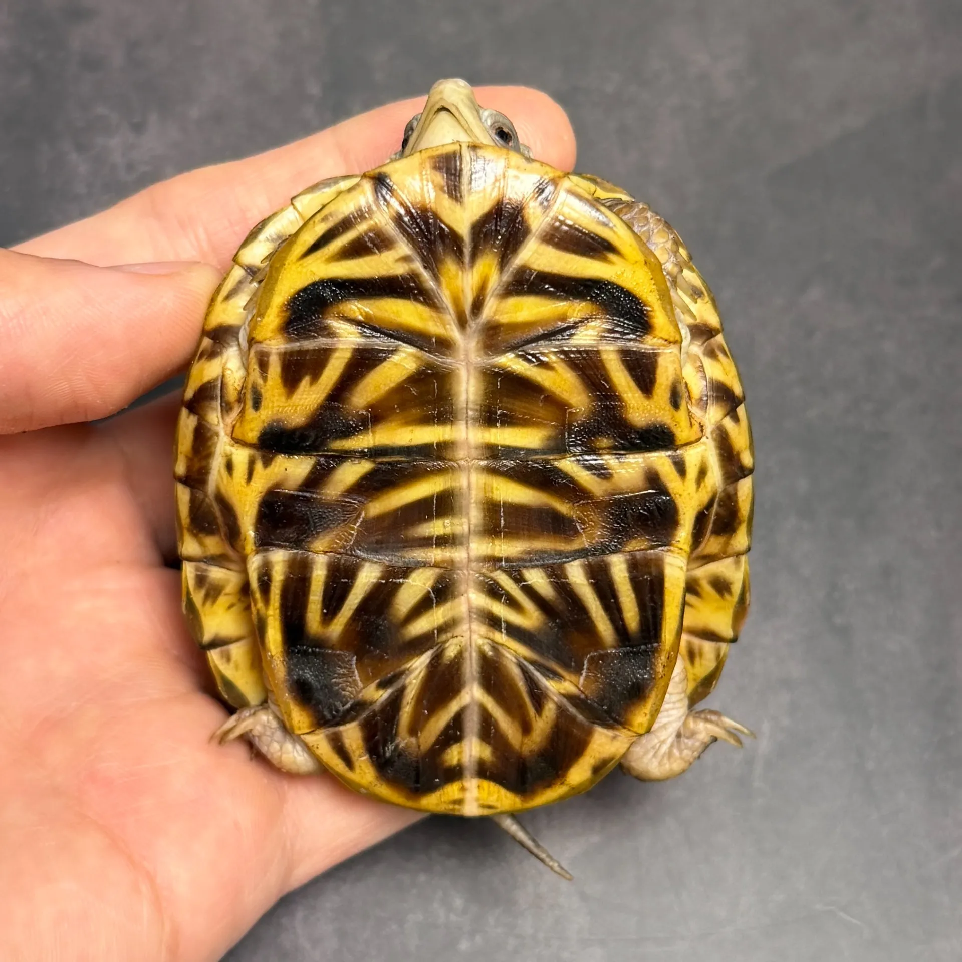 ミナミニシキハコガメ（7.5cm）