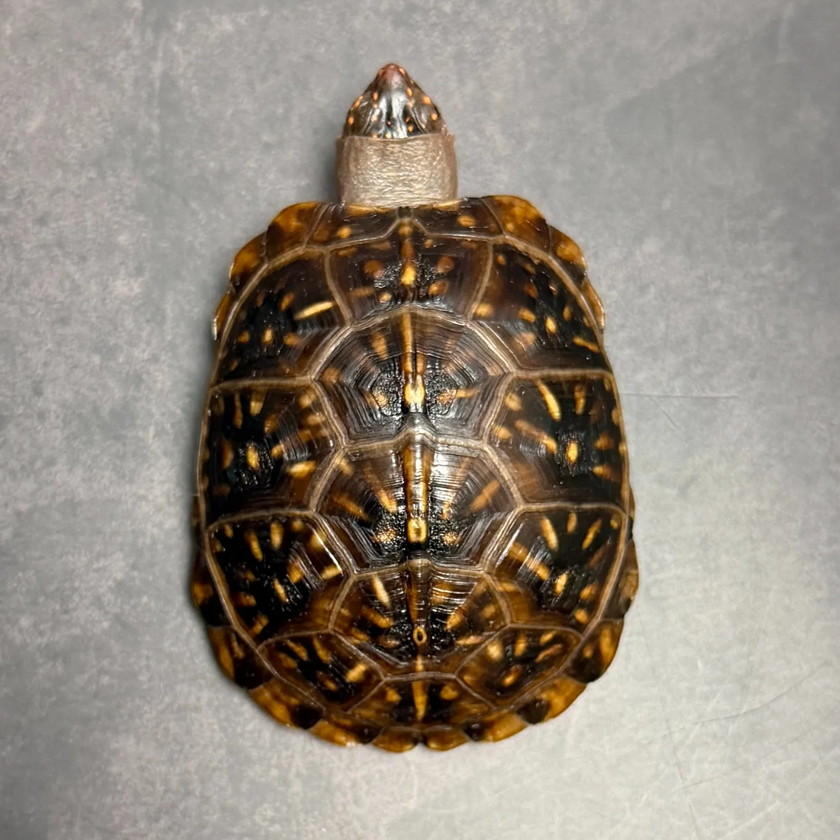 ミツユビハコガメ（7cm）