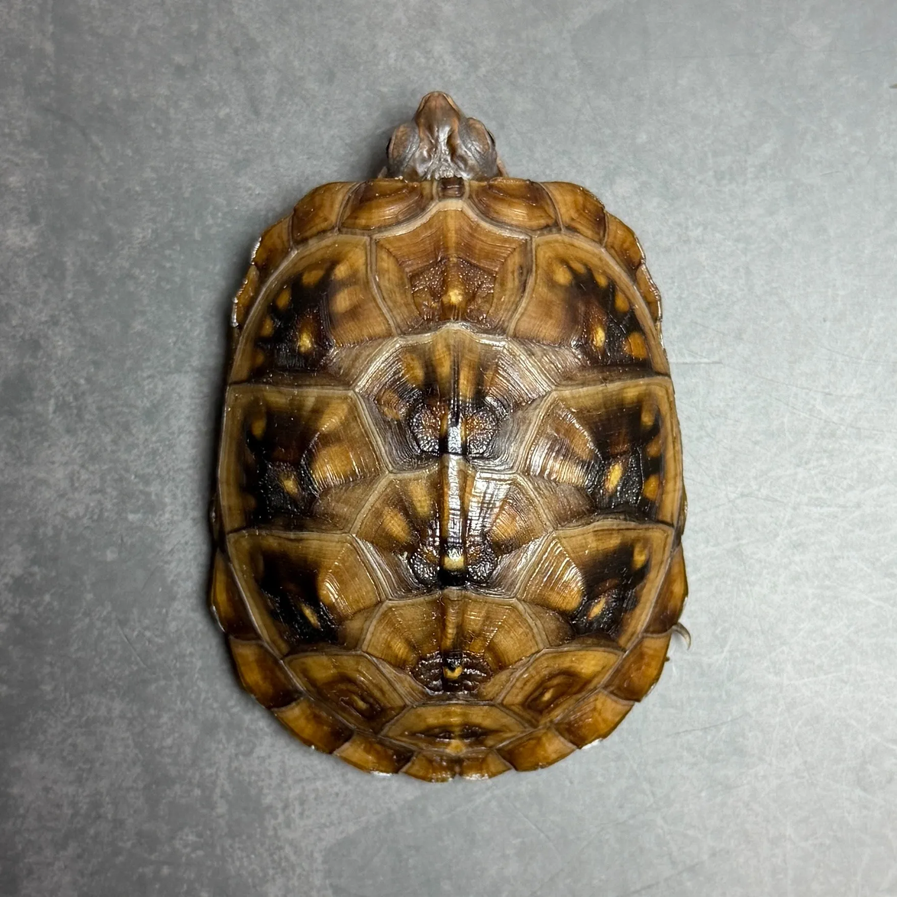 ミツユビハコガメ（6.5cm）