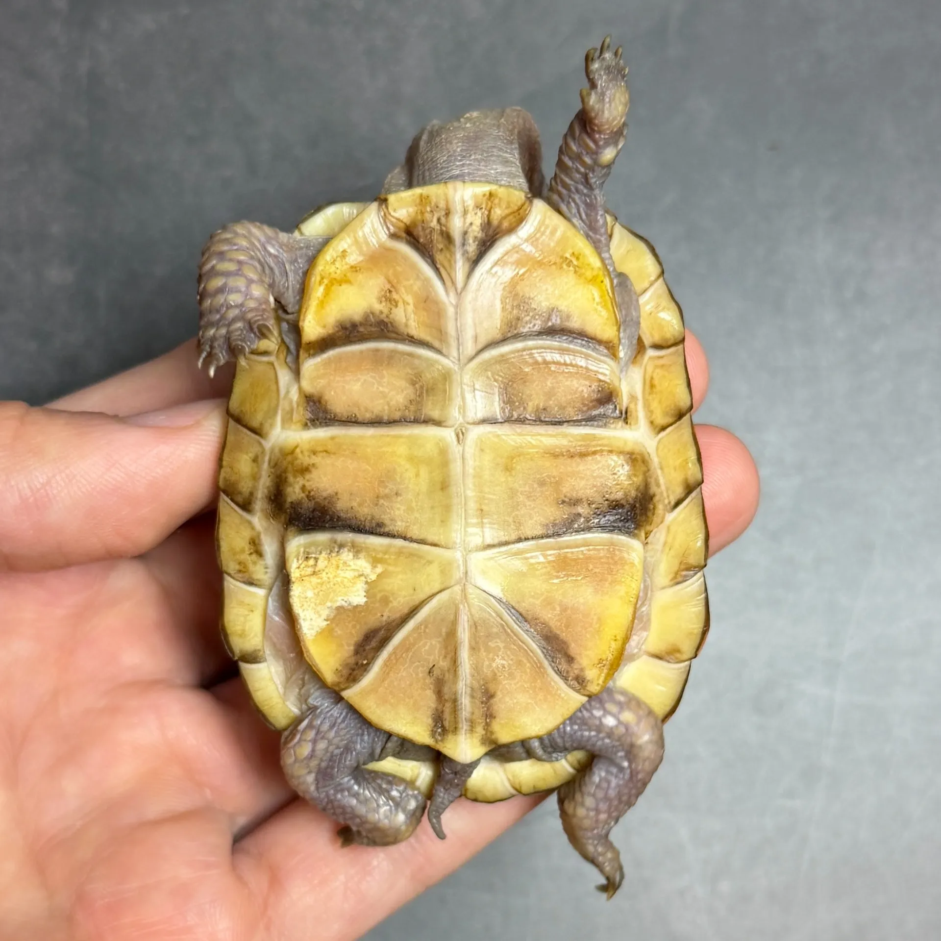 ミツユビハコガメ（6.5cm）