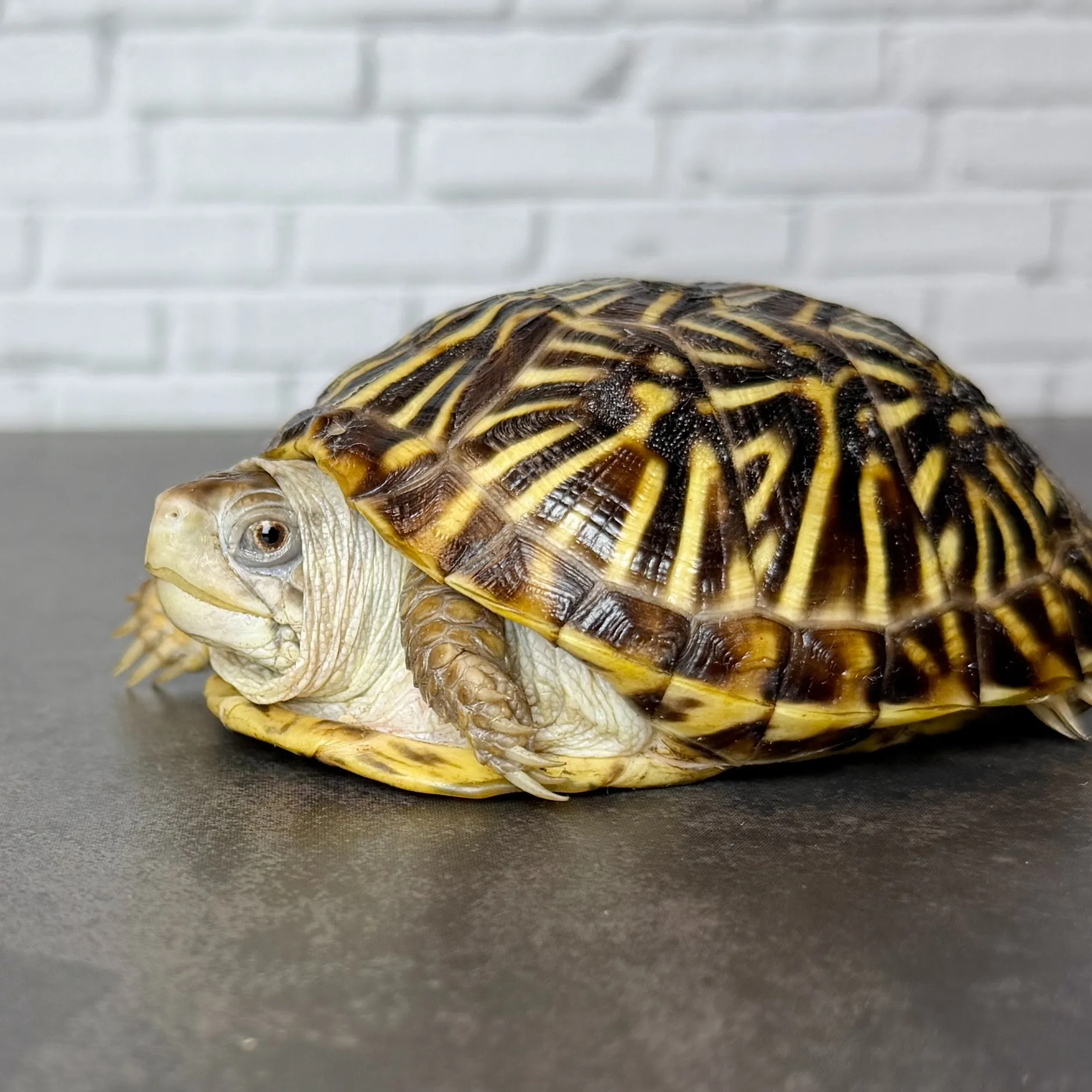 ミナミニシキハコガメ（7.5cm）