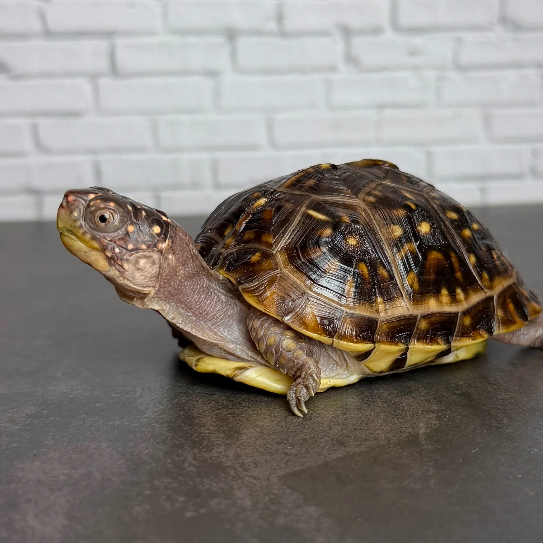 ミツユビハコガメ（7cm）