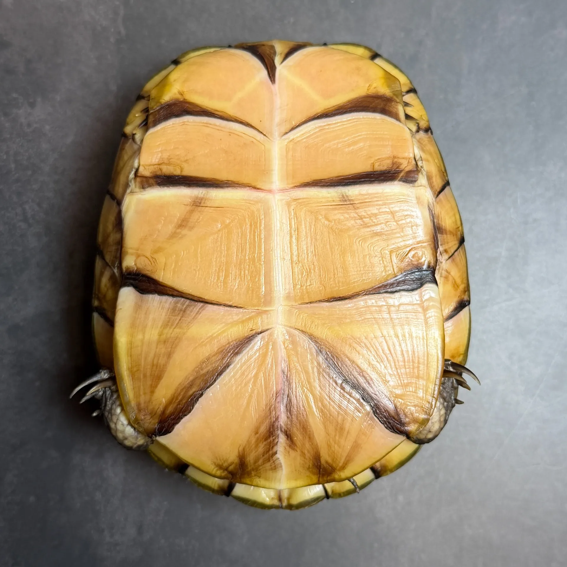 ガルフコーストハコガメ（13.5cm）23年CB