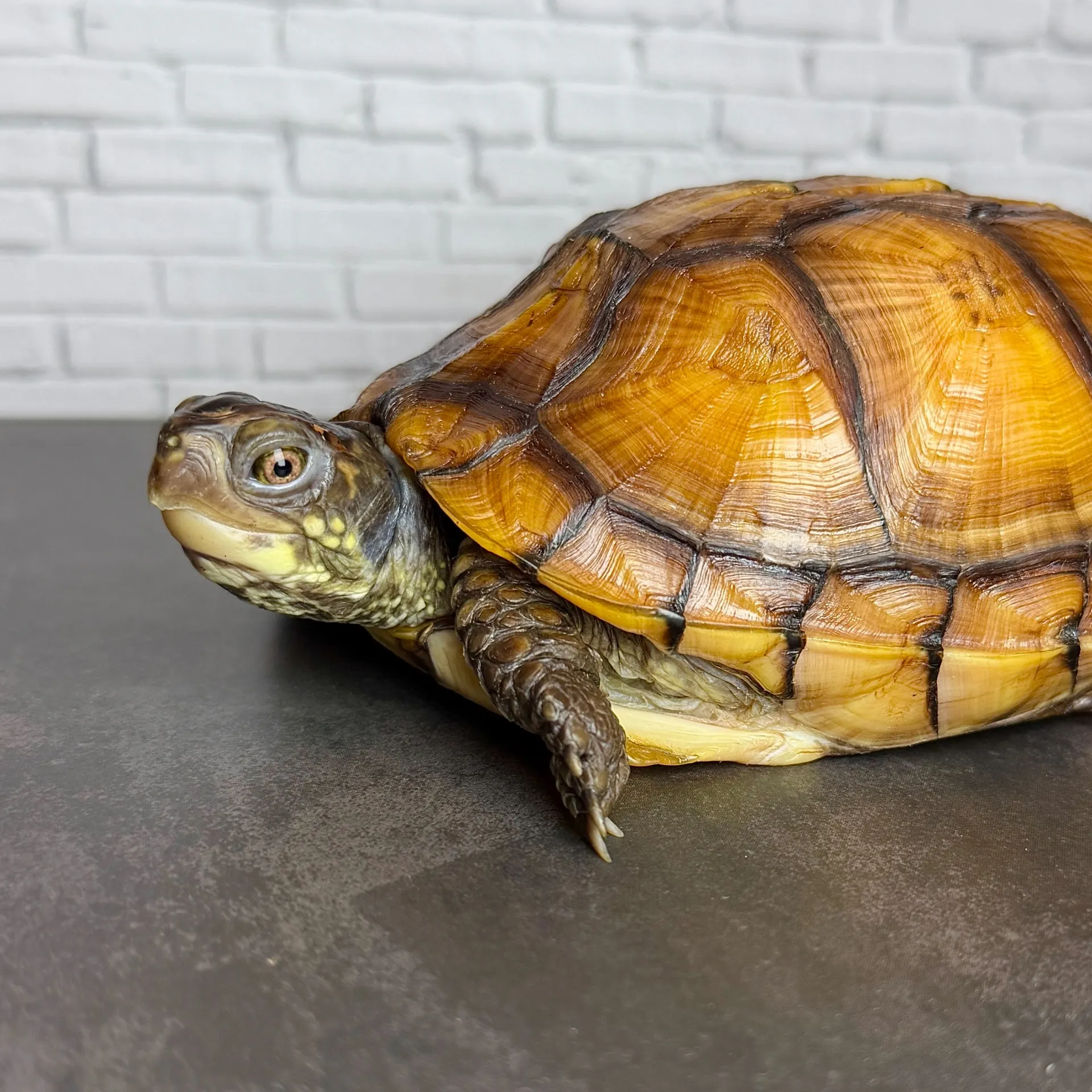 ガルフコーストハコガメ（13.5cm）23年CB