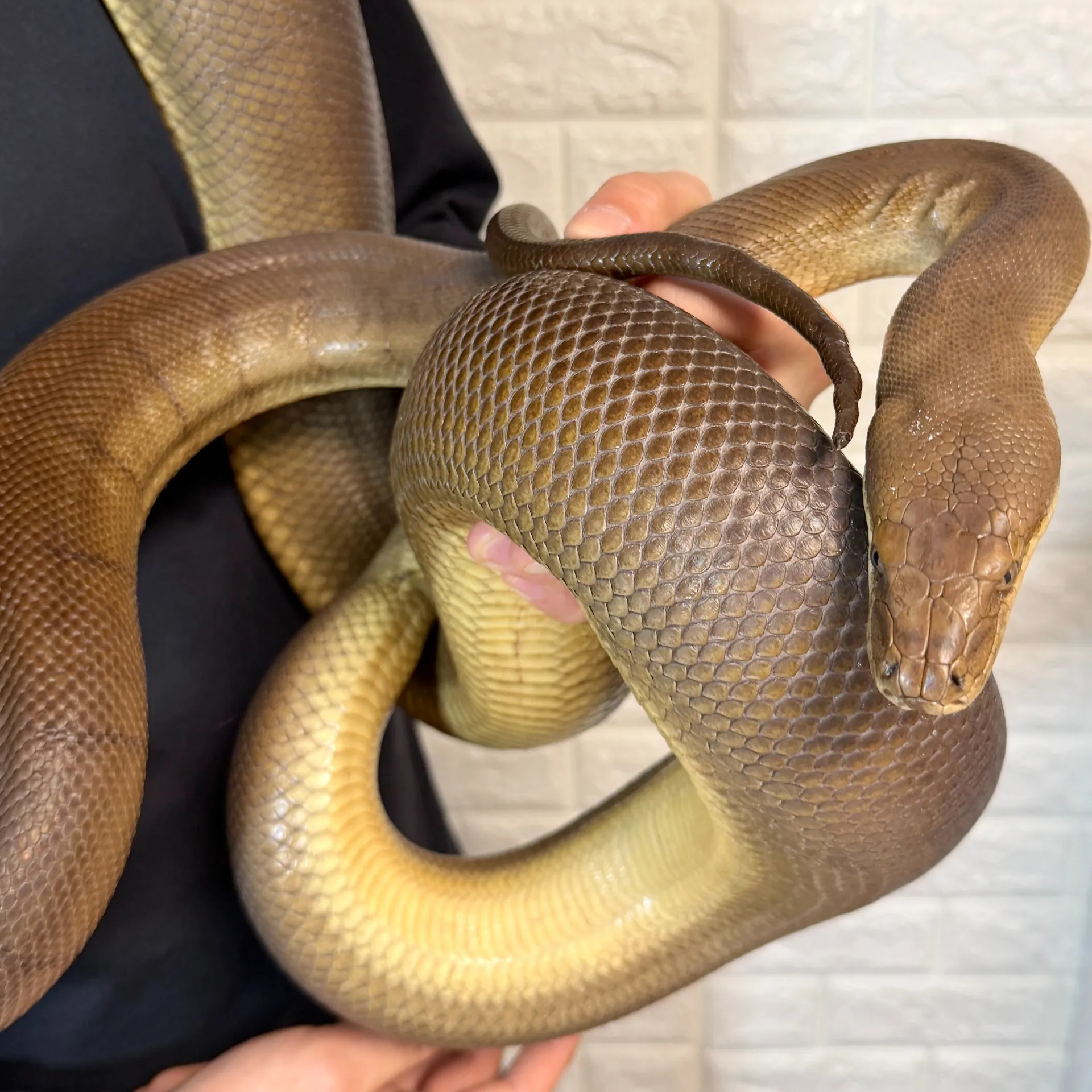 オリーブパイソン♀（4歳）