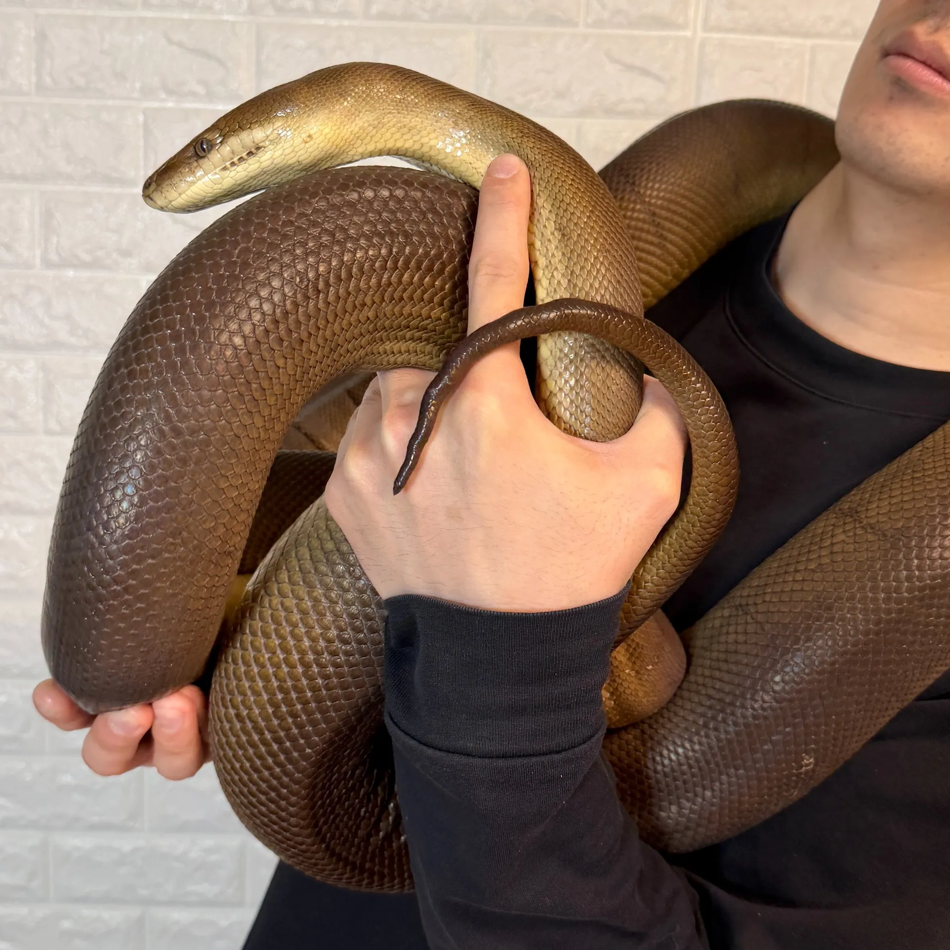 オリーブパイソン♀（4歳）
