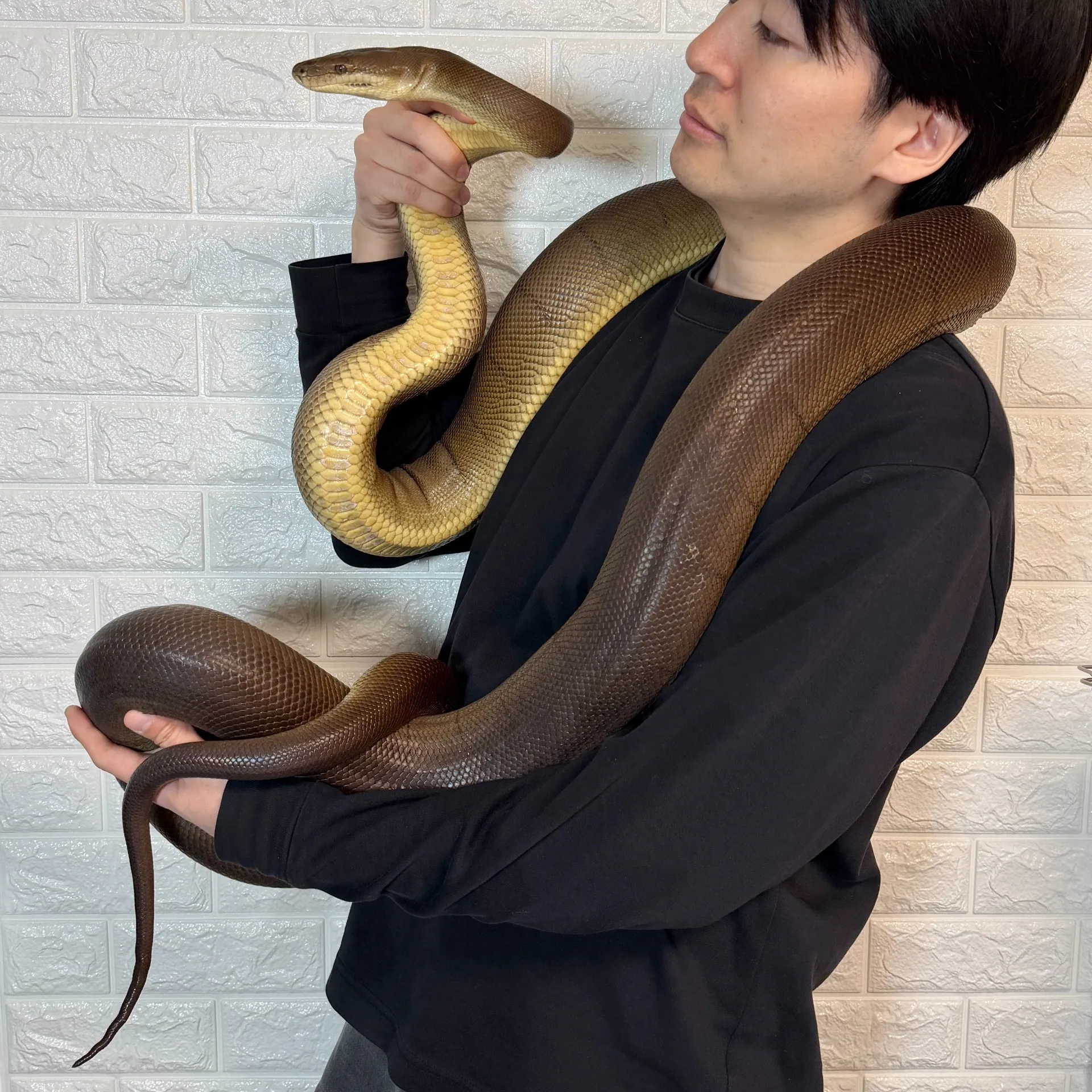 オリーブパイソン♀（4歳）