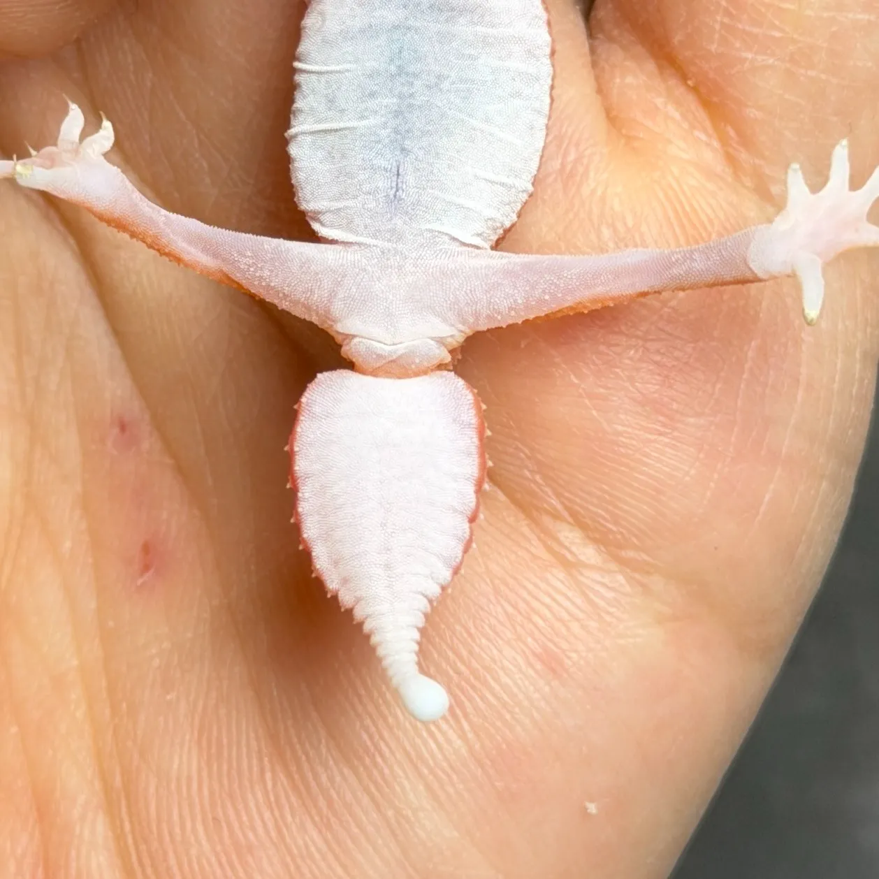 ナメハダタマオヤモリ アルビノパターンレス