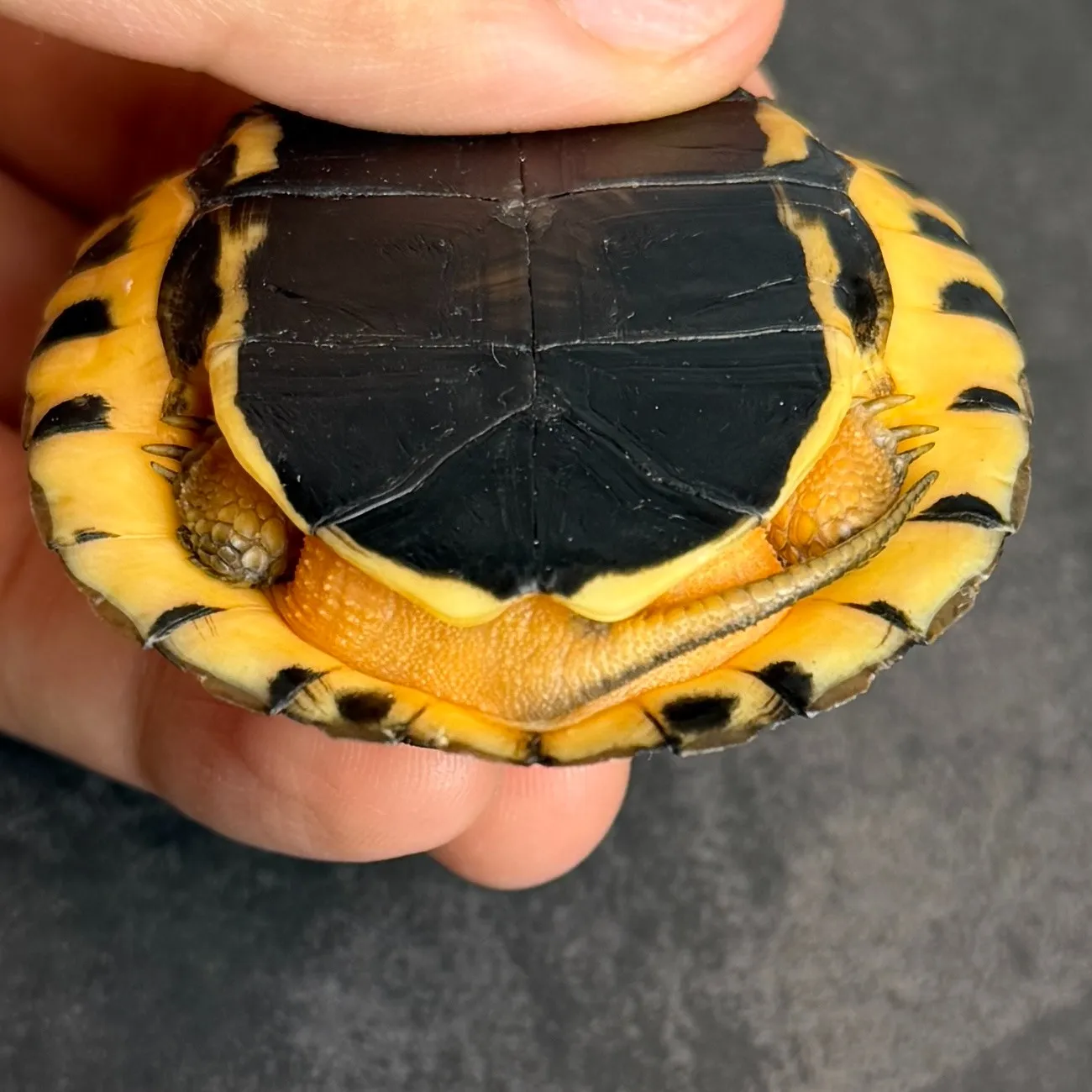 ハイナンミスジハコガメ